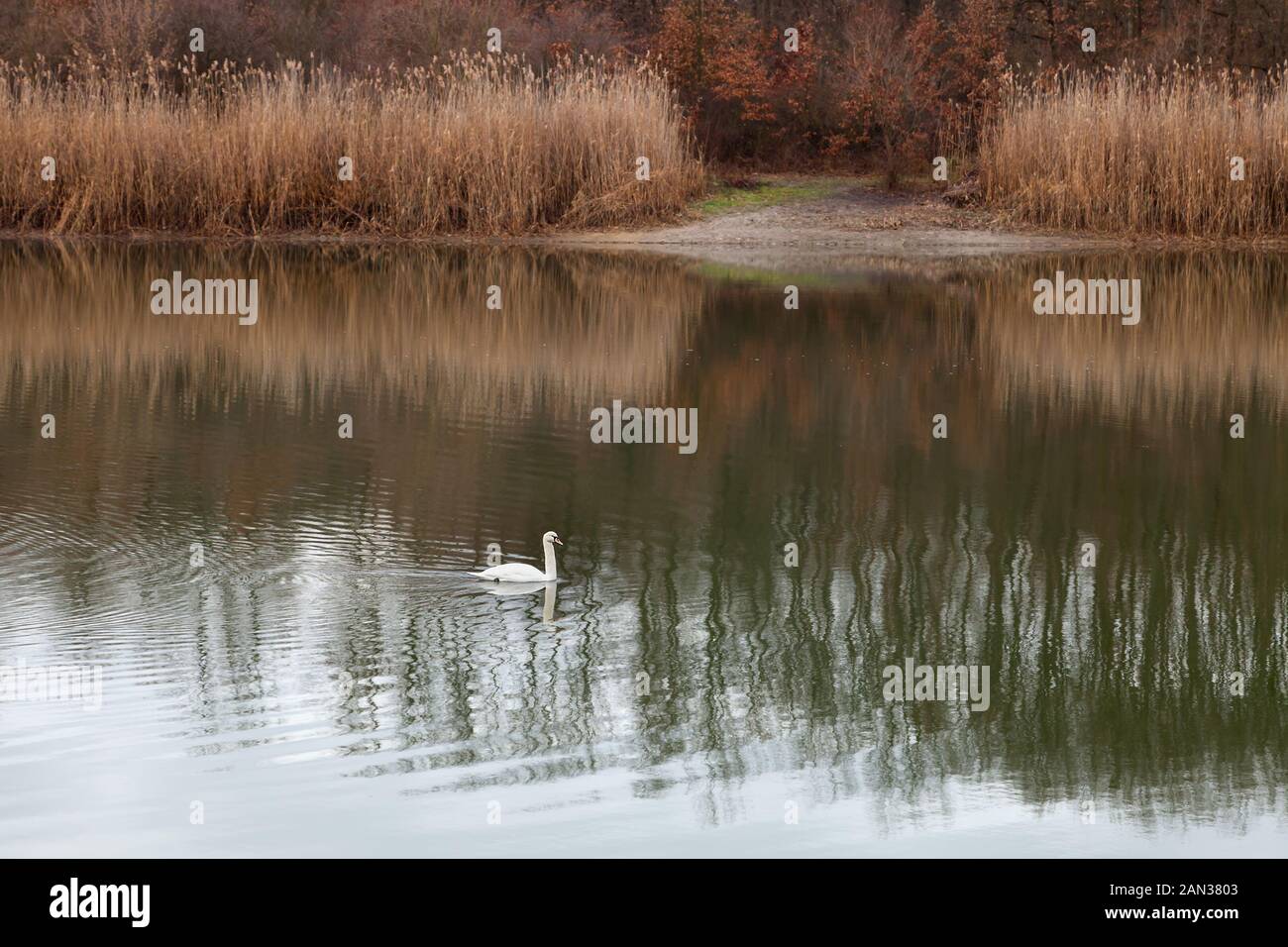 Bella cigno bianco con marcature nere sulla testa che nuotano attraverso un lago di Kragujevac facendo increspature in acqua e riflessi di lamelle morbide Foto Stock