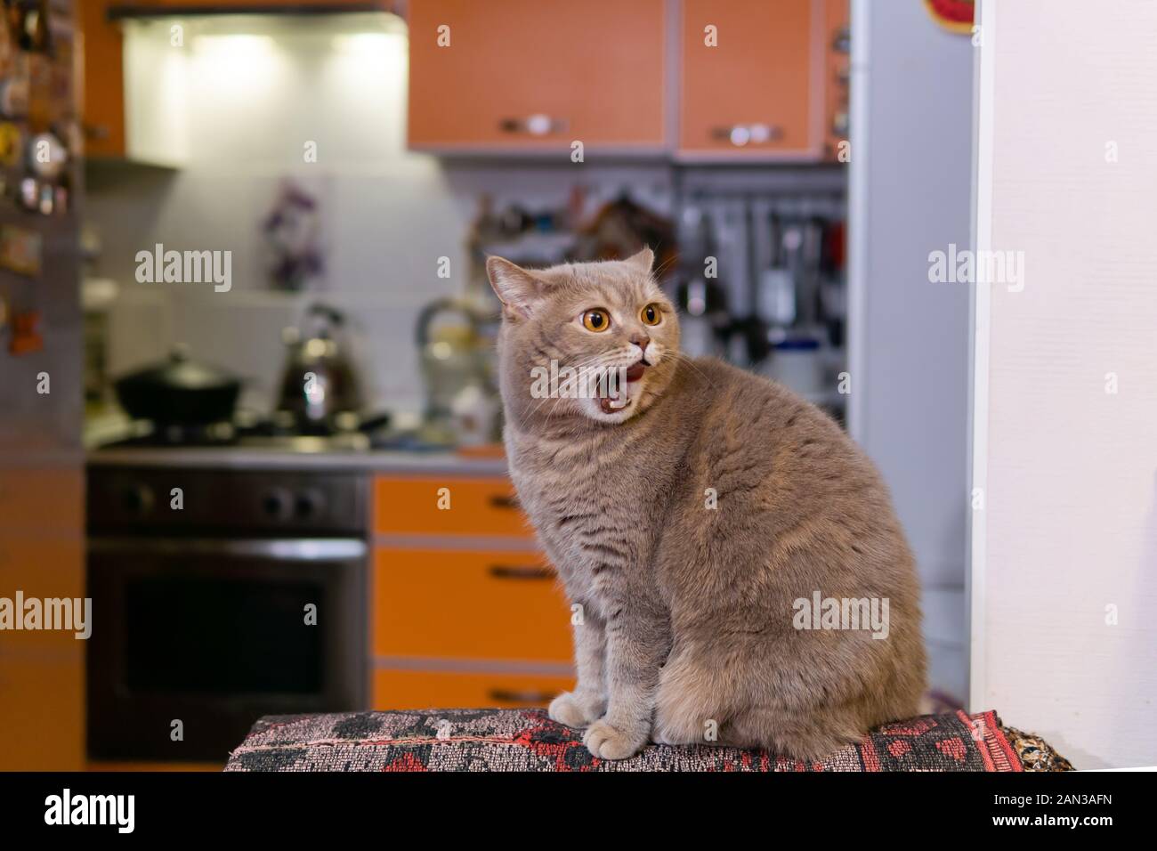 Carino dritto scozzese cat meows seduta sul retro di una sedia in cucina Foto Stock