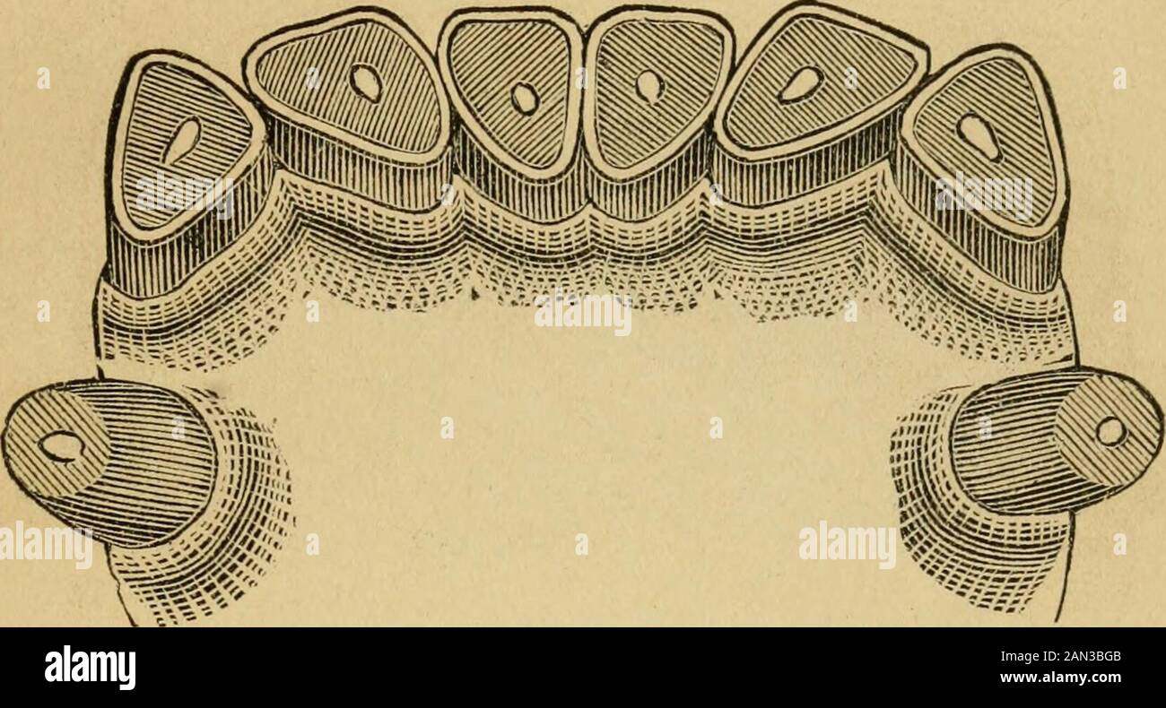 L'età dei cavalli per i loro denti, e la misurazione del re del tappeto erboso e di altri cavalli notati. Fia Xxil - 19 Anni. A 19 anni la tee media^ ha la stessa forma triangolare. 23. Fig. XXIII. - 20 Anni. A 20 anni di età i denti angolari della ganascia inferiore assumono la stessa forma. Foto Stock