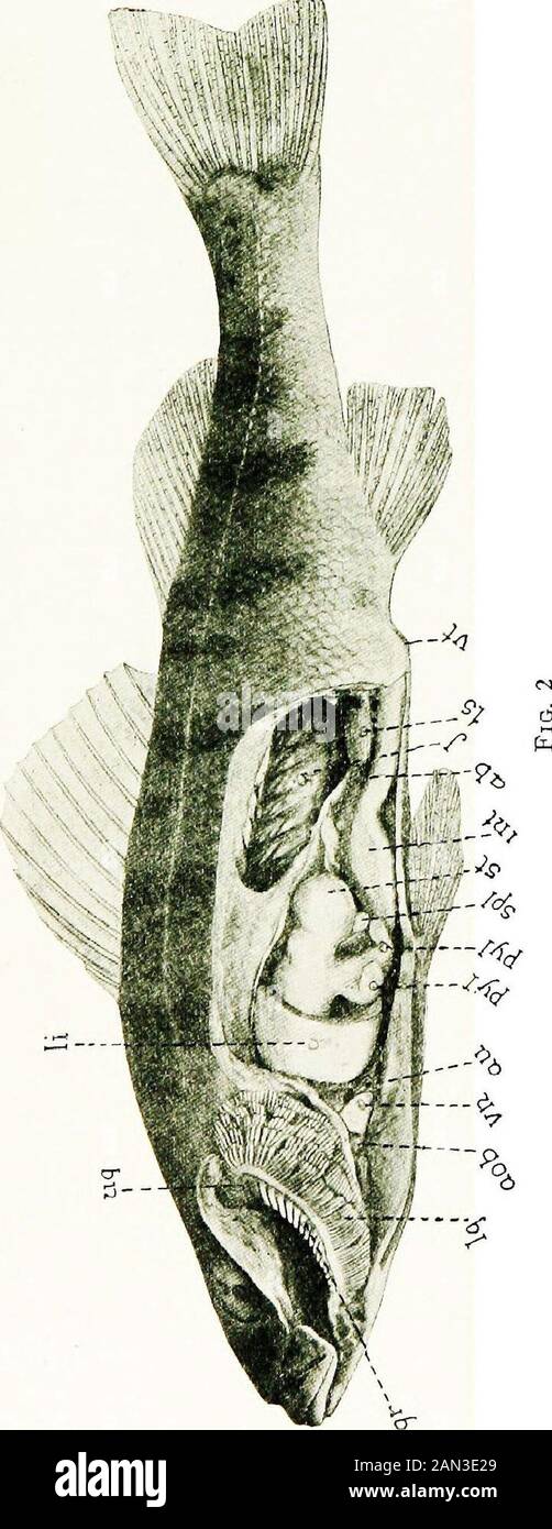 ..i pesci dell'Illinois . e sculpins. Angolare. Un elemento osseo della mandibola inferiore. Antrorse. Diretto in avanti. Ano. L'apertura posteriore esterna del canale alimentare; la bocca. Bulbo arterioso. (Vedere arterioso conus.) Articolare. Un elemento osseo della mandibola inferiore. Articolato. Giunto. (Vedere raggio). (Vedi Gli Ossicoli Weberiani.) Barbel. Una proiezione allungata, a forma di palpatore, solitamente attorno alla bocca, al mento, all'ornaso, come nella carpa, e nei pesci gatto. Branchial. Delle branchie. Branchiostegals. Raggi ossei che sostengono le membrane che chiudono la branchialcavity sottostante. (Fig. 1, b Foto Stock