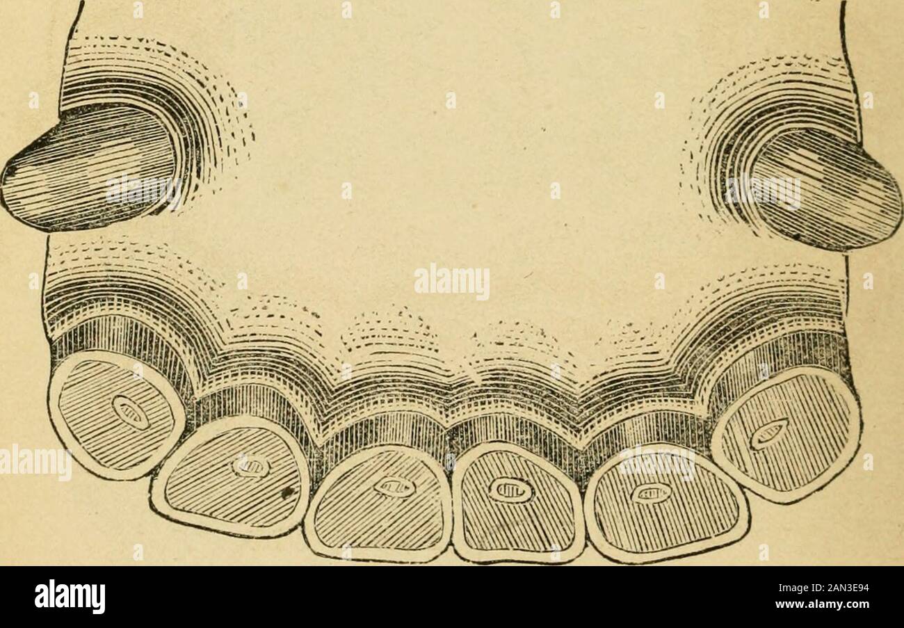 L'età dei cavalli per i loro denti, e la misurazione del re del tappeto erboso e di altri cavalli notati. Fig. XVII. - 14 Anni. A 14 anni i denti d'angolo della mascella inferiore sono rotondi. Fig. XVIII.-15 Anni. A 15 anni di età in cui la griffa superiore è arrotondata. F21 Foto Stock