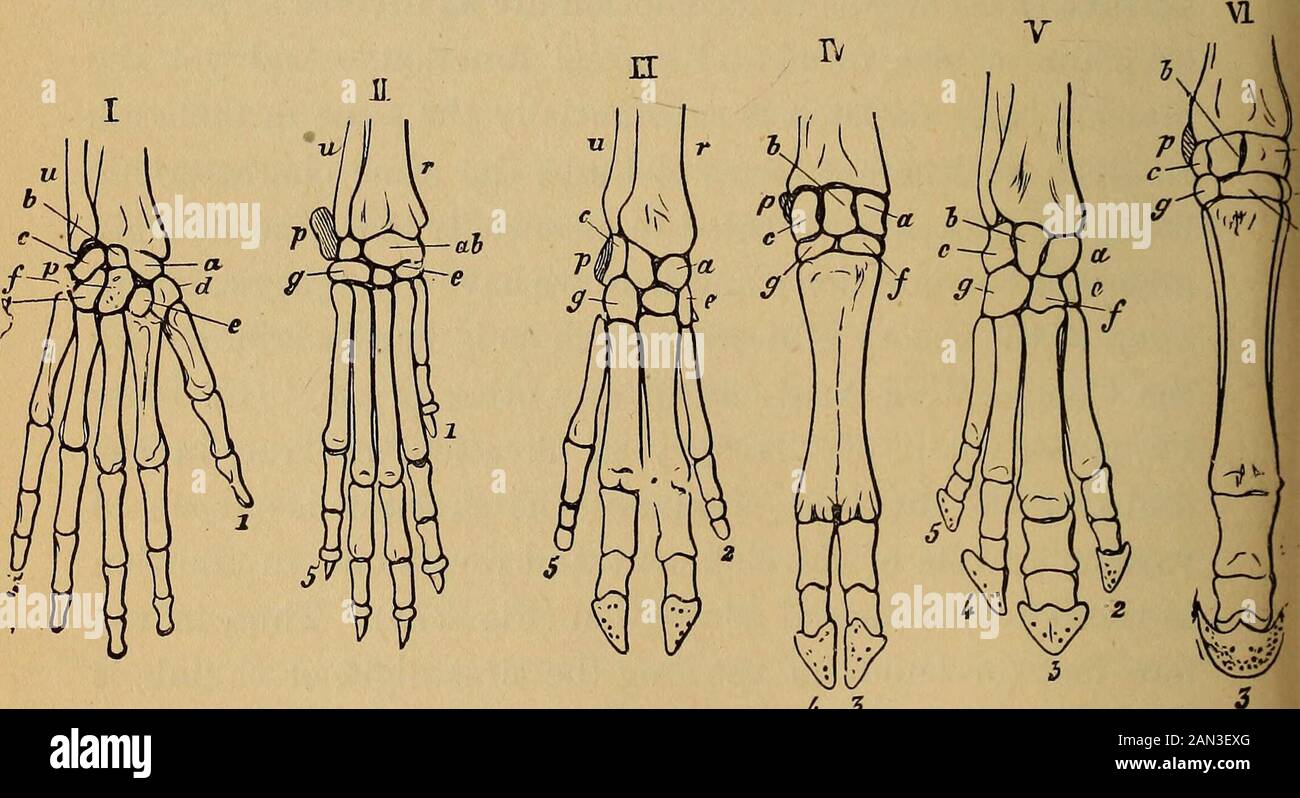 L'evoluzione dell'uomo: Un'esposizione popolare dei principali punti di ontogenia umana e filogene . ig (III.) e Tapir (V.)questa cifra è completamente scomparsa. Così, anche nei Rumi-nants (per esempio, l'Ox, Fig. IV.) la seconda e la quinta cifra sono pure abortite, e solo la terza e quarta sono ben dive- 3o6 L'EVOLUZIONE DELL'UOMO. Lopped. Infine, nel Cavallo, solo una cifra, la terza, si sviluppò in modo isperfettamente (Fig. VI, 3). E ancora tutti questi piedini divergenti, come anche la mano dell'Ape (Fig. 271) e la mano umana (Fig. 272), hanno avuto origine dal samecommon cinque-fingered genitore-forma. Thi Foto Stock