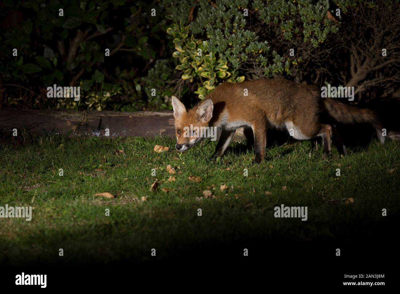 Timida, volpe urbana rossa (Vulpes vulpes) isolato al buio, foraging per il cibo nel giardino britannico di notte, illuminato da riflettori. Visitatori della fauna selvatica di notte. Foto Stock