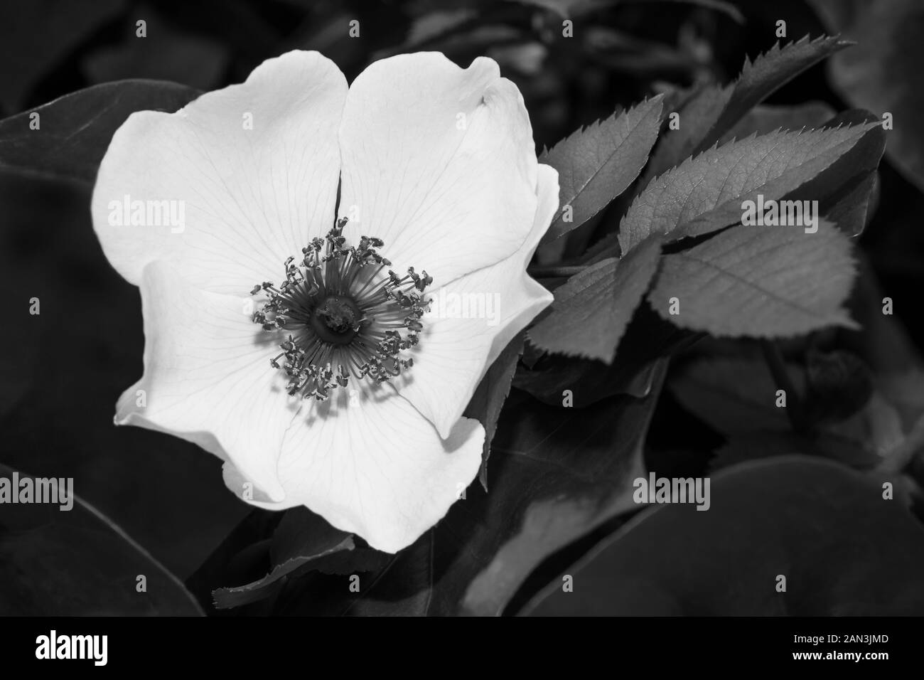 Primavera Romantica rosa selvatica bloom dettaglio in bianco e nero. Rosa canina. Delicato fiore fragile testa sul ramoscello di radica. La malinconia naturale scuro dello sfondo. Foto Stock