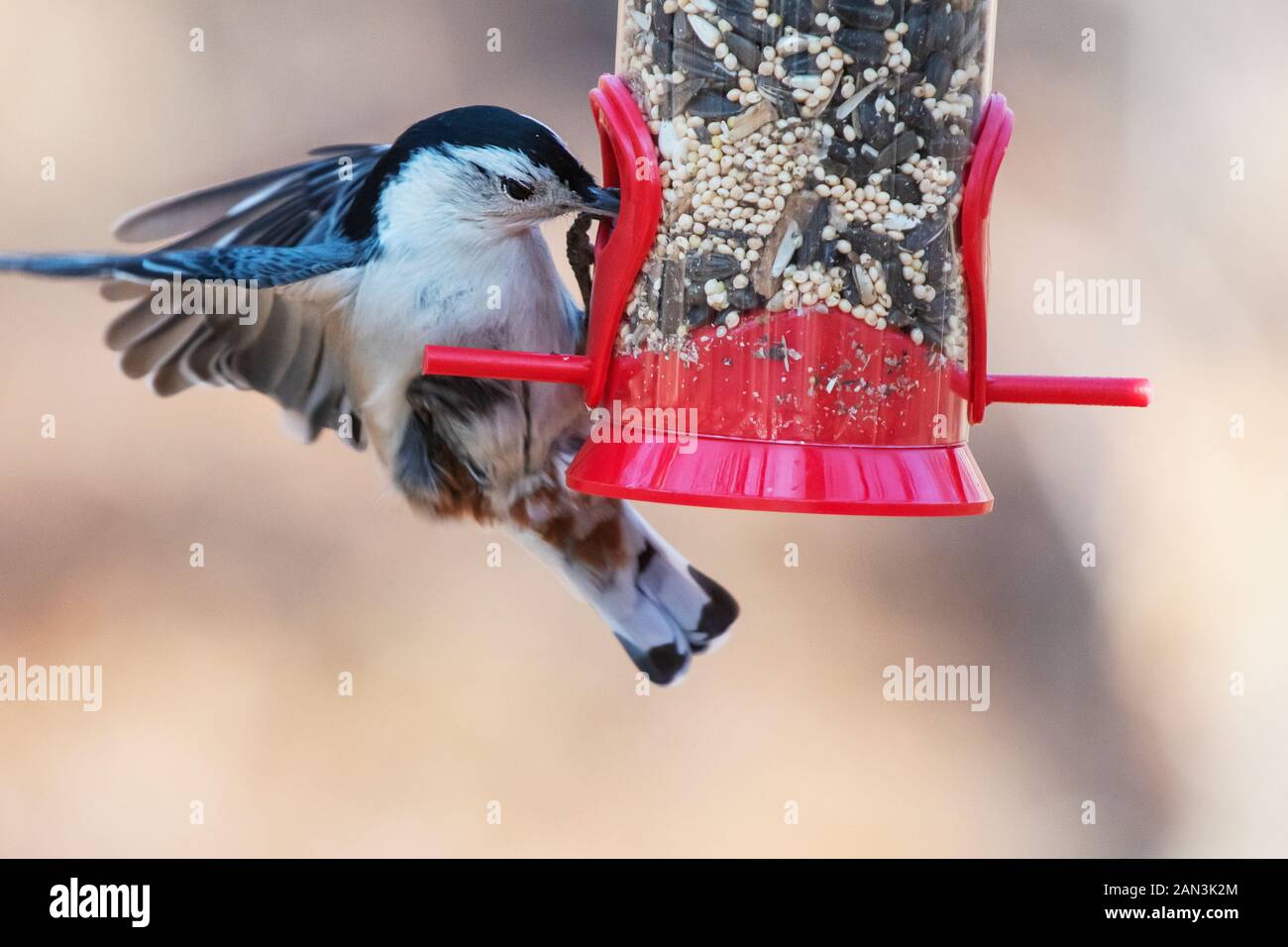 Bianco-breasted bilanciamento del picchio muratore in un colorato winter Bird Feeder Foto Stock