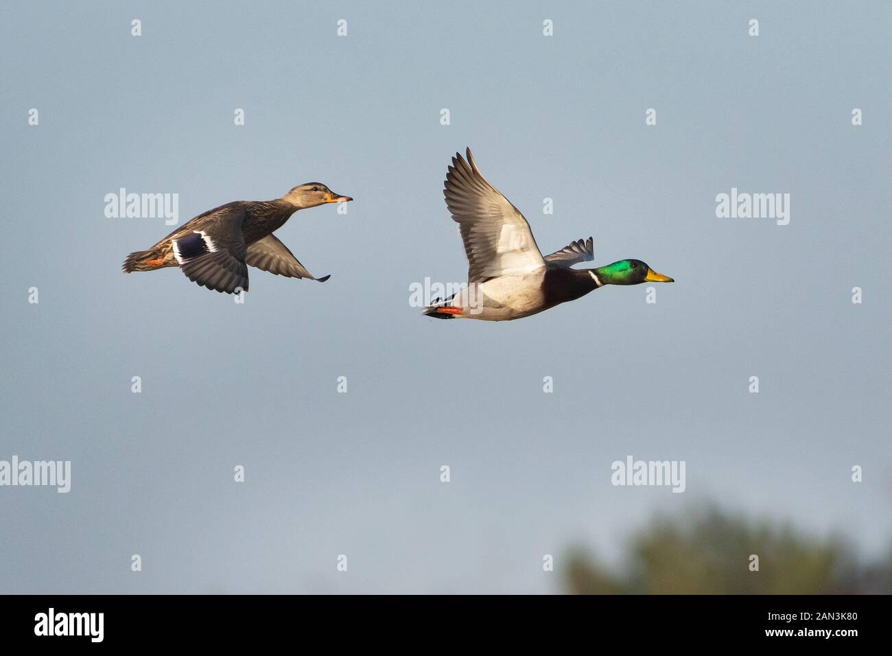 Accoppiate una coppia di germani reali in volo Foto Stock