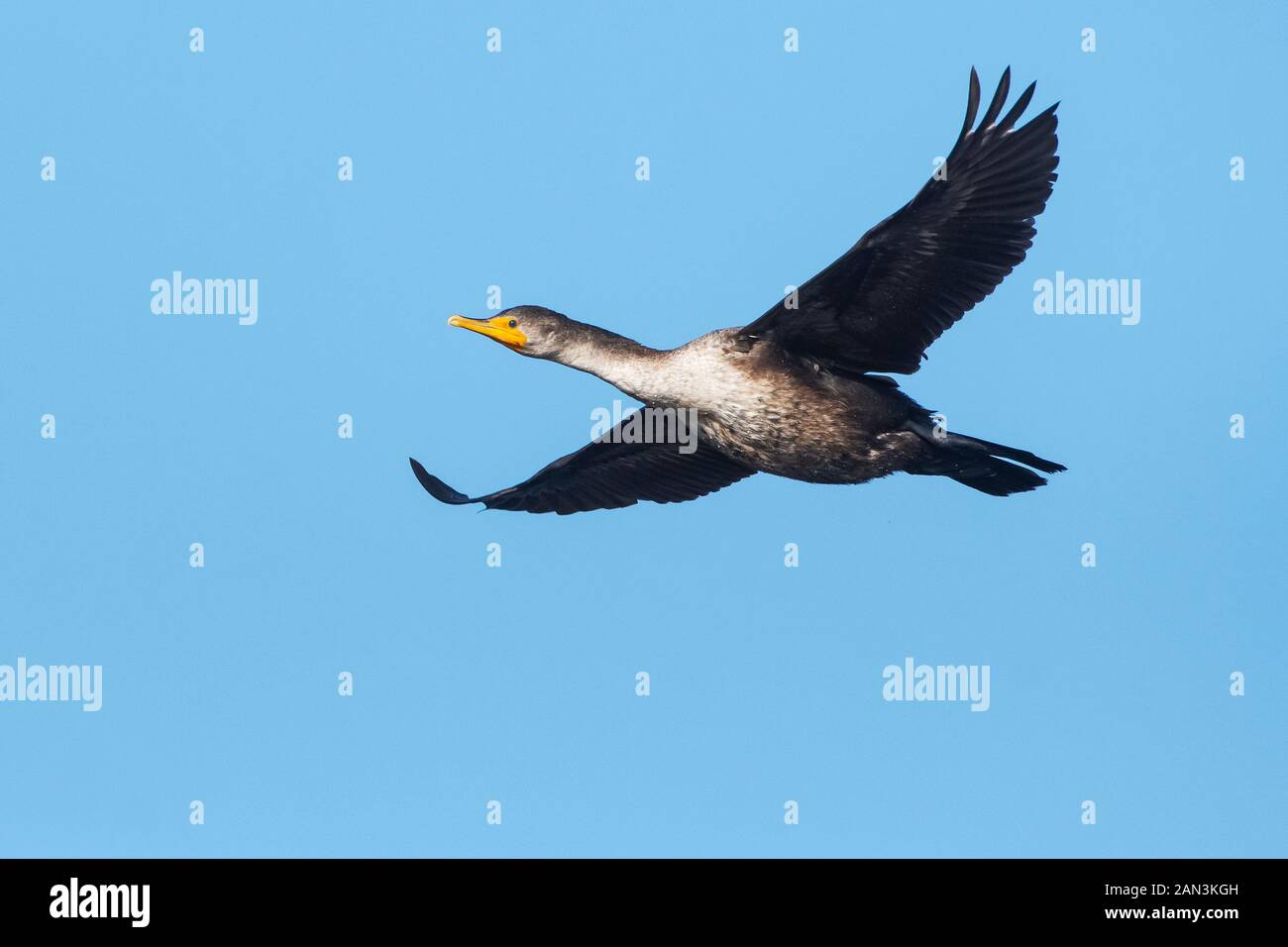 I capretti double-crested cormorano in volo Foto Stock