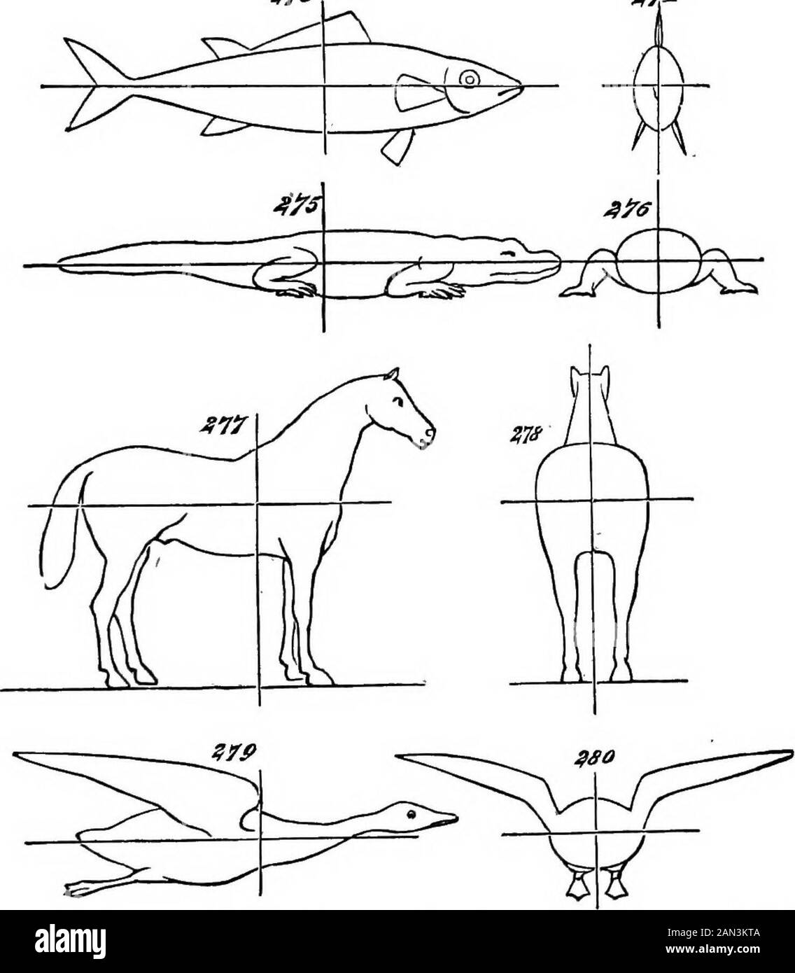 I principi della biologia . il Coccodrillo tutti lo mostrano. E sotto le innumerevoli modifiche della struttura esposti uccelli e mammiferi, rimane cospicuo. Un fatto meno evidente che ci riguarda da notare tra la Vertebrata, parallela a quella che abbiamo notato tra la eAnnulosa, è che mentre le forme più basse dei vertebrati deviatesma poco dalla tripla simmetria bilaterale, la deviazione è-viene grande come saliamo. Figg. 273 e 274 mostrano come, oltre ad essere divisibile in metà simili da un planepassing verticale attraverso il suo asse, un pesce è divisibile in metà thatare non molto dissimile da un Foto Stock