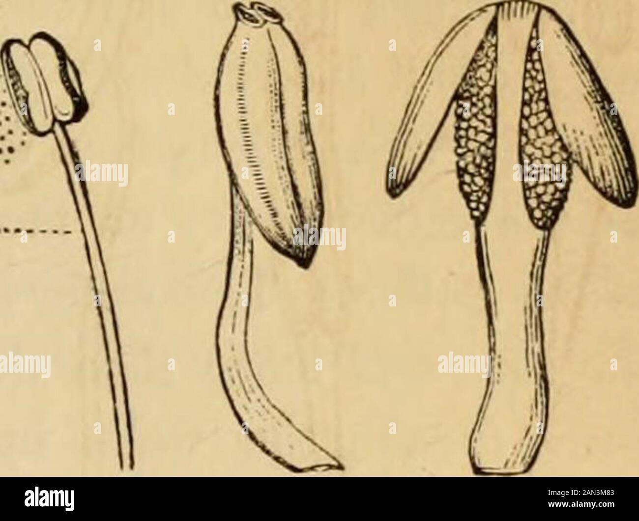 Introduzione alla botanica strutturale e sistematica, e fisiologia vegetale, : essere un 5th e vededof the Botanical text-book, illustrato con oltre tredici centinaia di woodcut . rds il pistil, che è il più comune ; ed extragse, quando si affaccia verso l'esterno. 525. Il connettivo è spesso poco evidente o completamente volente, tanto che i lobi dell'antera sono direttamente a contatto con l'apice del filamento; ma è comunemente evidente. Esso viene spesso prodotto in un'appendice alla punta dell'antera, come in Magnolia e Liridendron (Fig. 470), il Papaw (Fig. 956, dove forma una cima arrotondata), e Asa Foto Stock