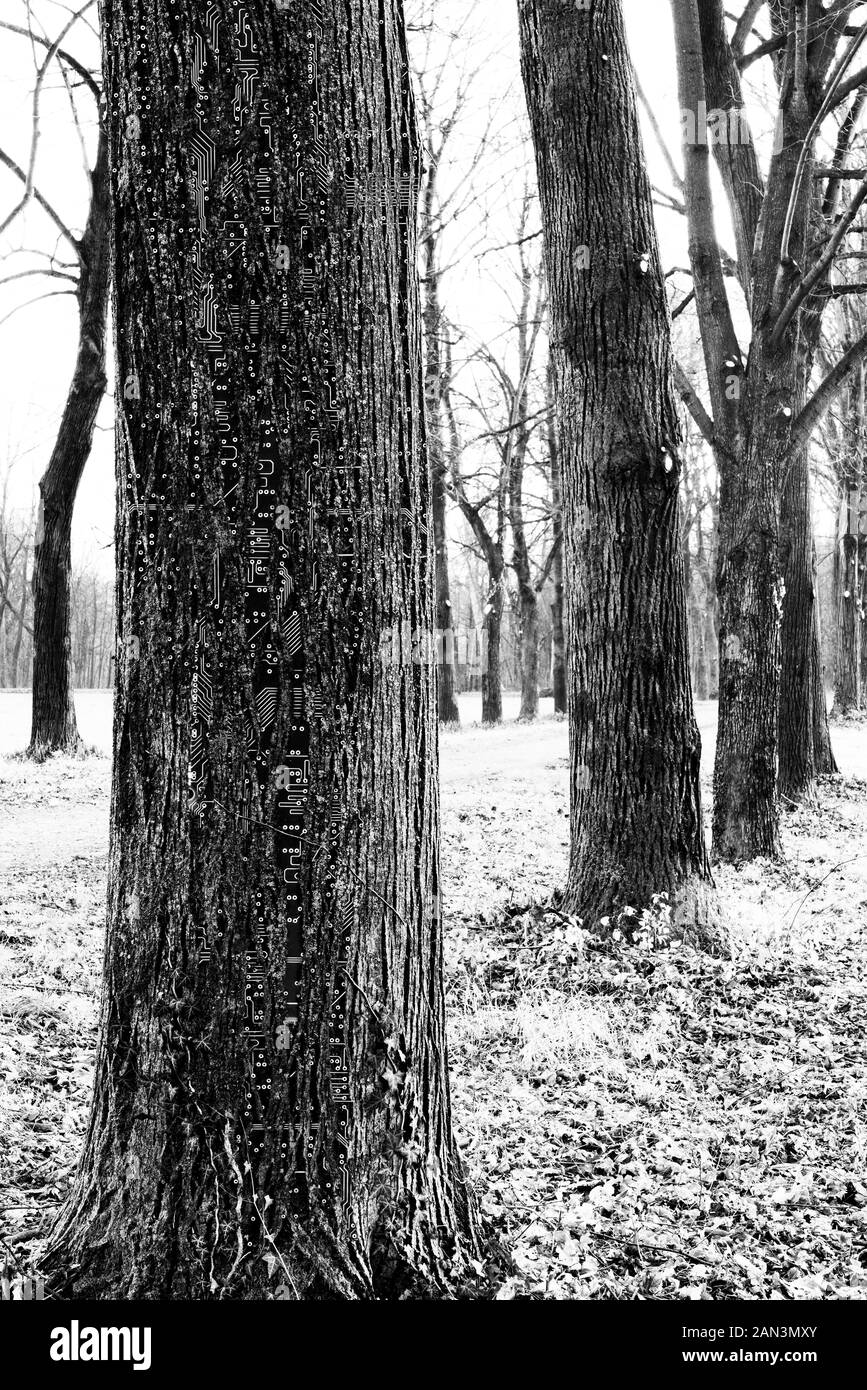 Albero con circuiti elettronici sotto la corteccia Foto Stock