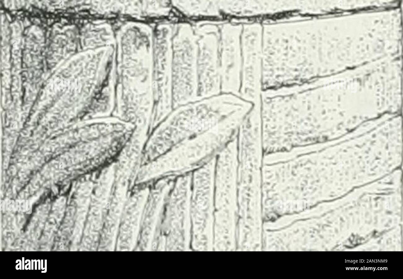 América pintoresca; descripcion de viajes al nuevo continentale por los mas modernos experadores . Foto Stock