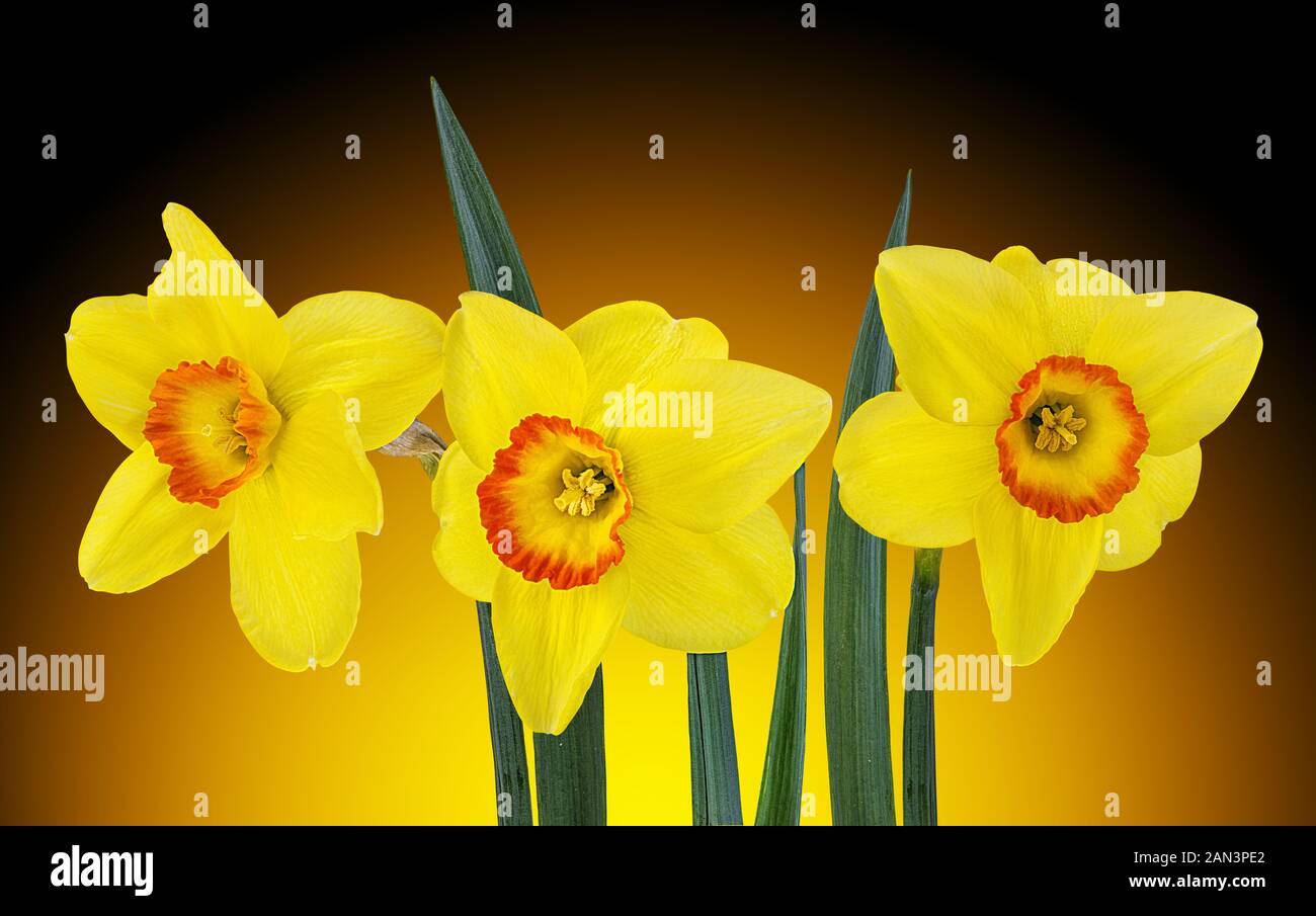 Fiore di narciso isolato su uno sfondo bianco Foto Stock