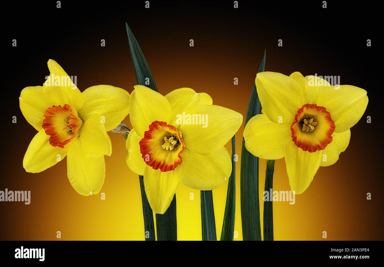 Fiore di narciso isolato su uno sfondo bianco Foto Stock