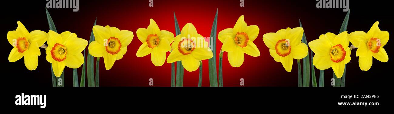 Fiore di narciso isolato su uno sfondo bianco Foto Stock