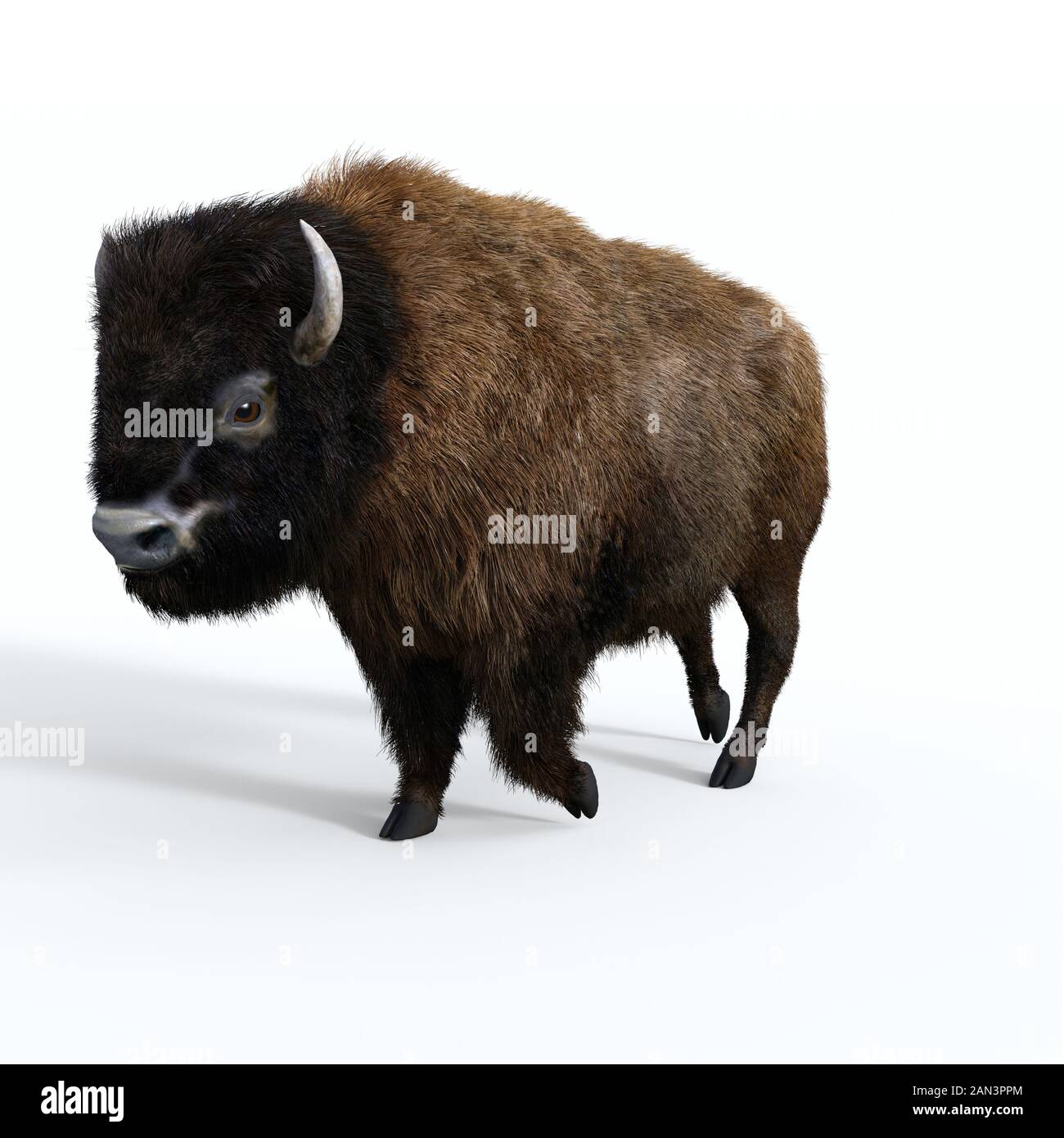 Bufalo americano - American bull bison è un erbivoro che è una specie di megafauna degli Stati Uniti e del Canada. Foto Stock