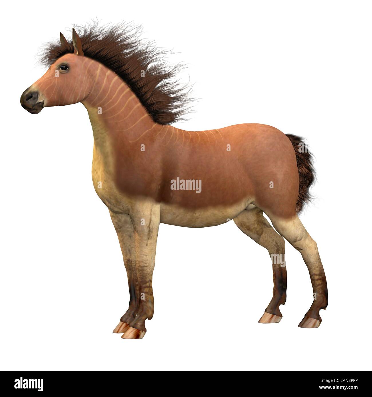 Equus Scotti Cavallo - questo cavallo primitivo vissuto in Nord America durante il Pleistocene periodo e si estinse. Foto Stock