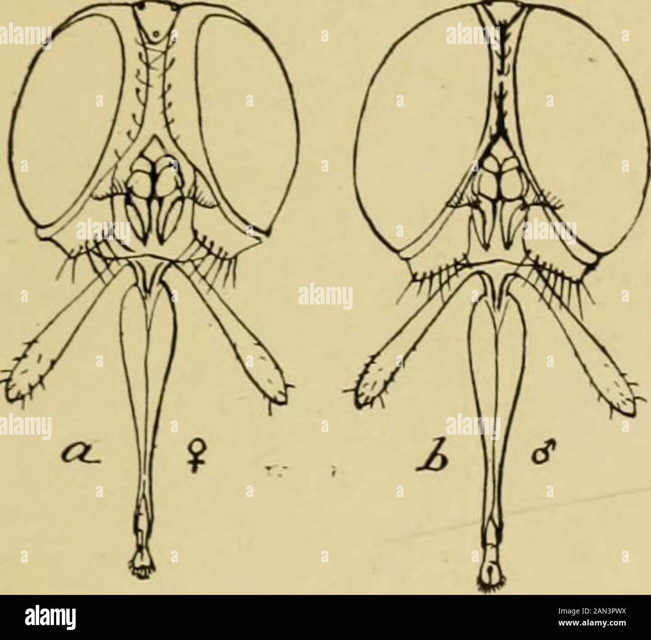 Manuale di entomologia medica. leri Hough *NilelHa, di solito incluso in questo genere ha la cellula apicale Petite. Un pollenia Bezzi, hasrecently è stato separato da Pollenia per contenere la specie P. nubiuscula. Entrambi gli effetti personali generali all'emisfero orientale. MuscidcB 309 ff. corpo nero o grigio verdastro, di solito giallo pol-linoso o variegate; genas al massimo peloso sopra. N. slygia. Emisfero Orientale Neopollenia Fr. Dd. Angolo di Vibrissal situato quasi su un livello del margine orale Specie interamente di colore nero, bluastro o verdastro metallico. F. Prima sezione di R4+5 con AT Foto Stock