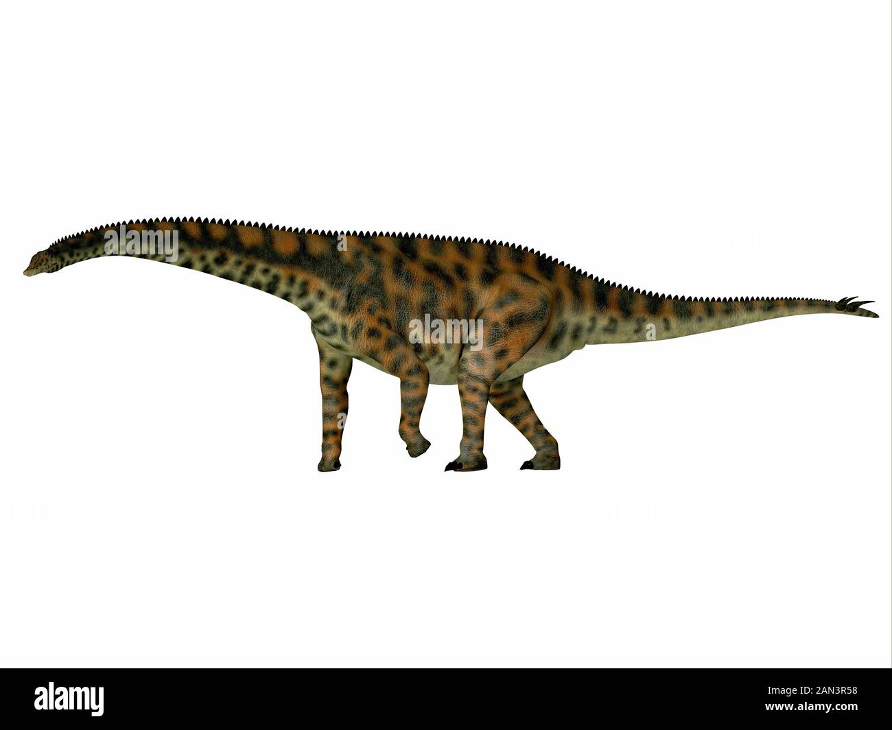 Lo Spinophorosaurus era un dinosauro erbivoro di sauropod che viveva nel Periodo giurassico del Niger, Africa. Foto Stock