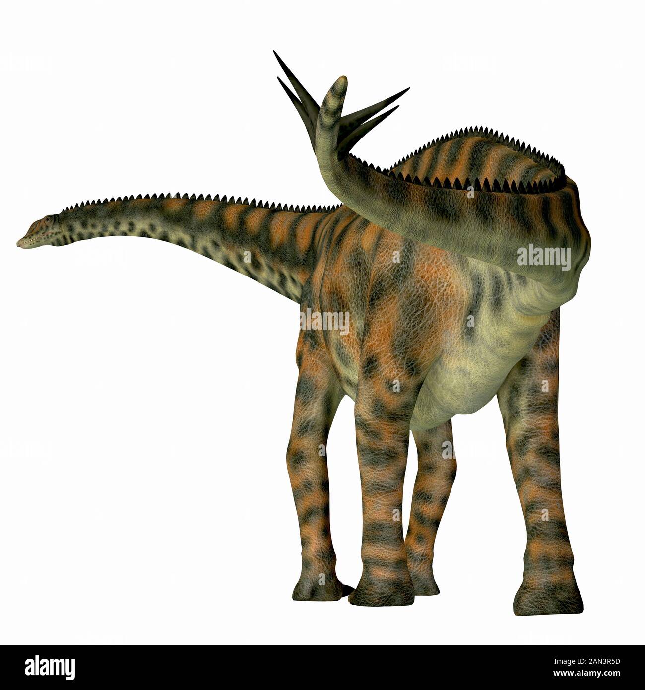 Lo Spinophorosaurus era un dinosauro erbivoro di sauropod che viveva nel Periodo giurassico del Niger, Africa. Foto Stock