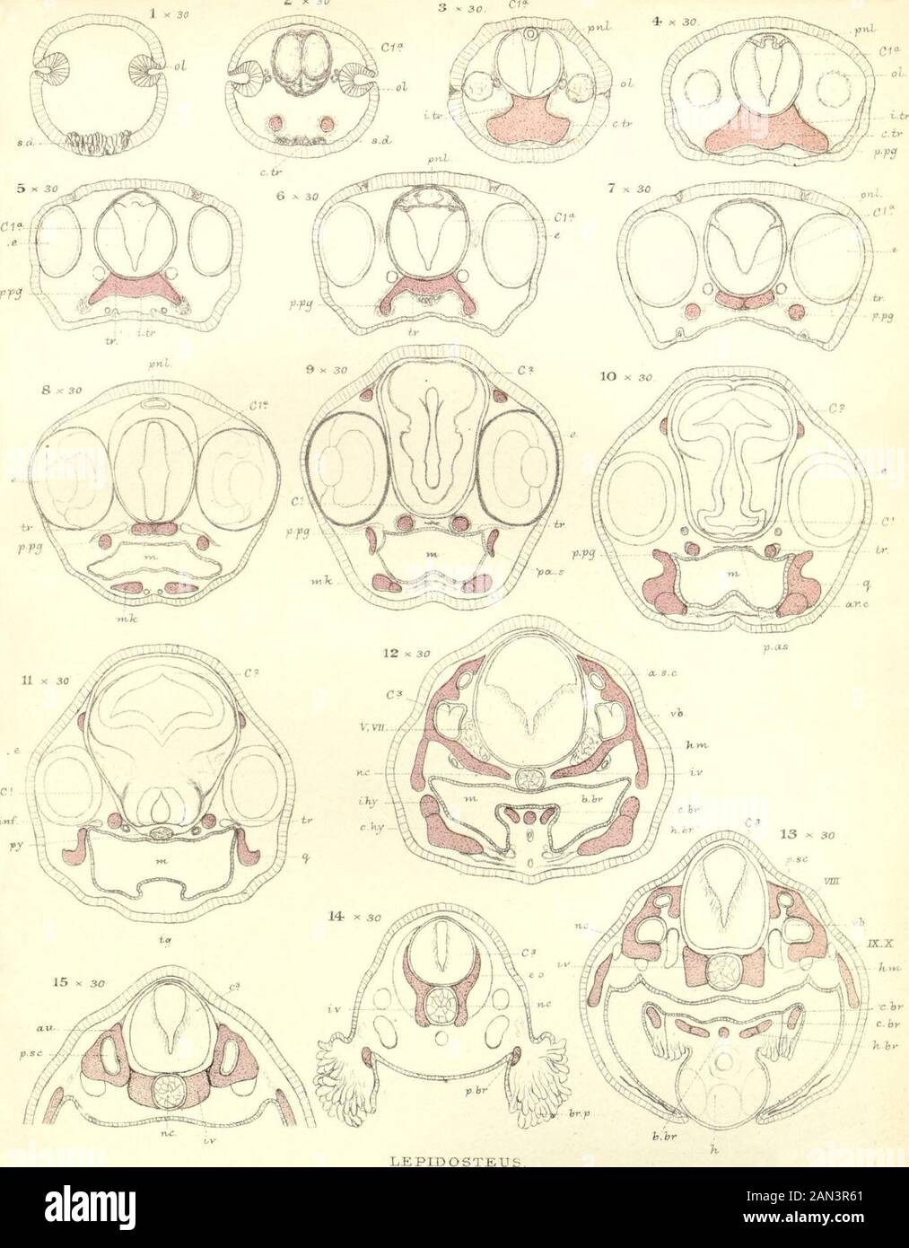 Sullo sviluppo del cranio in Lepidaosteus osseo . Foto Stock