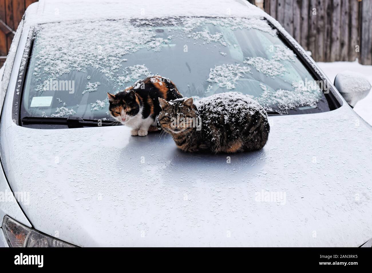 Due gatti randagi in una fredda giornata invernale innevata Foto Stock