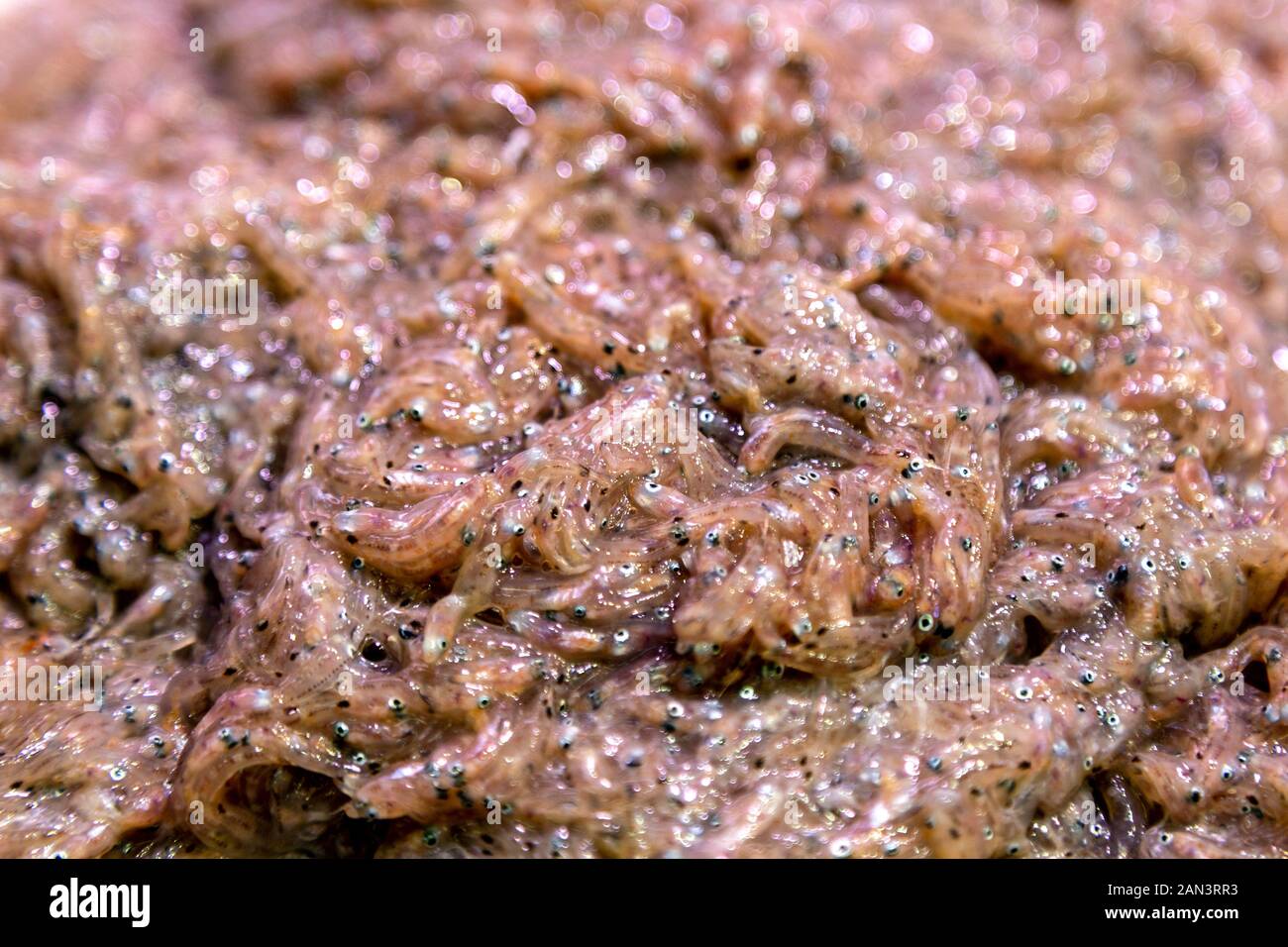 Jonquillo (calice trasparenti), una prelibatezza stagionale di Maiorca a Mercat de l'Olivar, Palma, Maiorca, Spagna Foto Stock