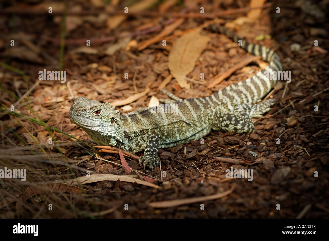 Acqua australiano dragon - Intellagama lesueurii o Physignathus lesueurii, acqua orientale dragon (ss. lesueurii ) e Gippsland acqua dragon (ss. howit Foto Stock