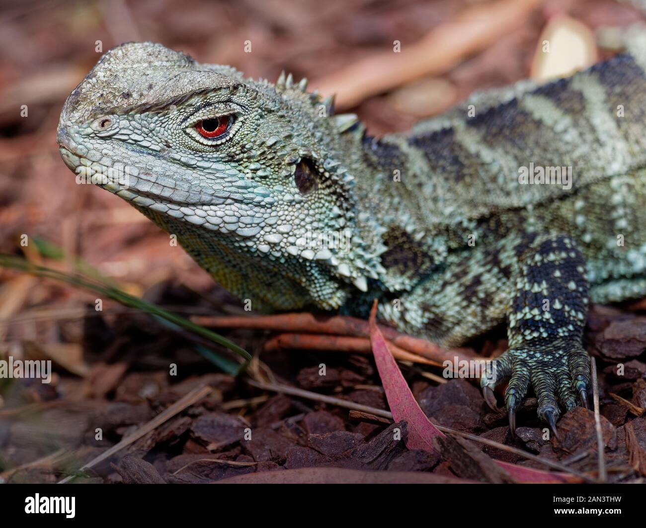 Acqua australiano dragon - Intellagama lesueurii o Physignathus lesueurii, acqua orientale dragon (ss. lesueurii ) e Gippsland acqua dragon (ss. howit Foto Stock