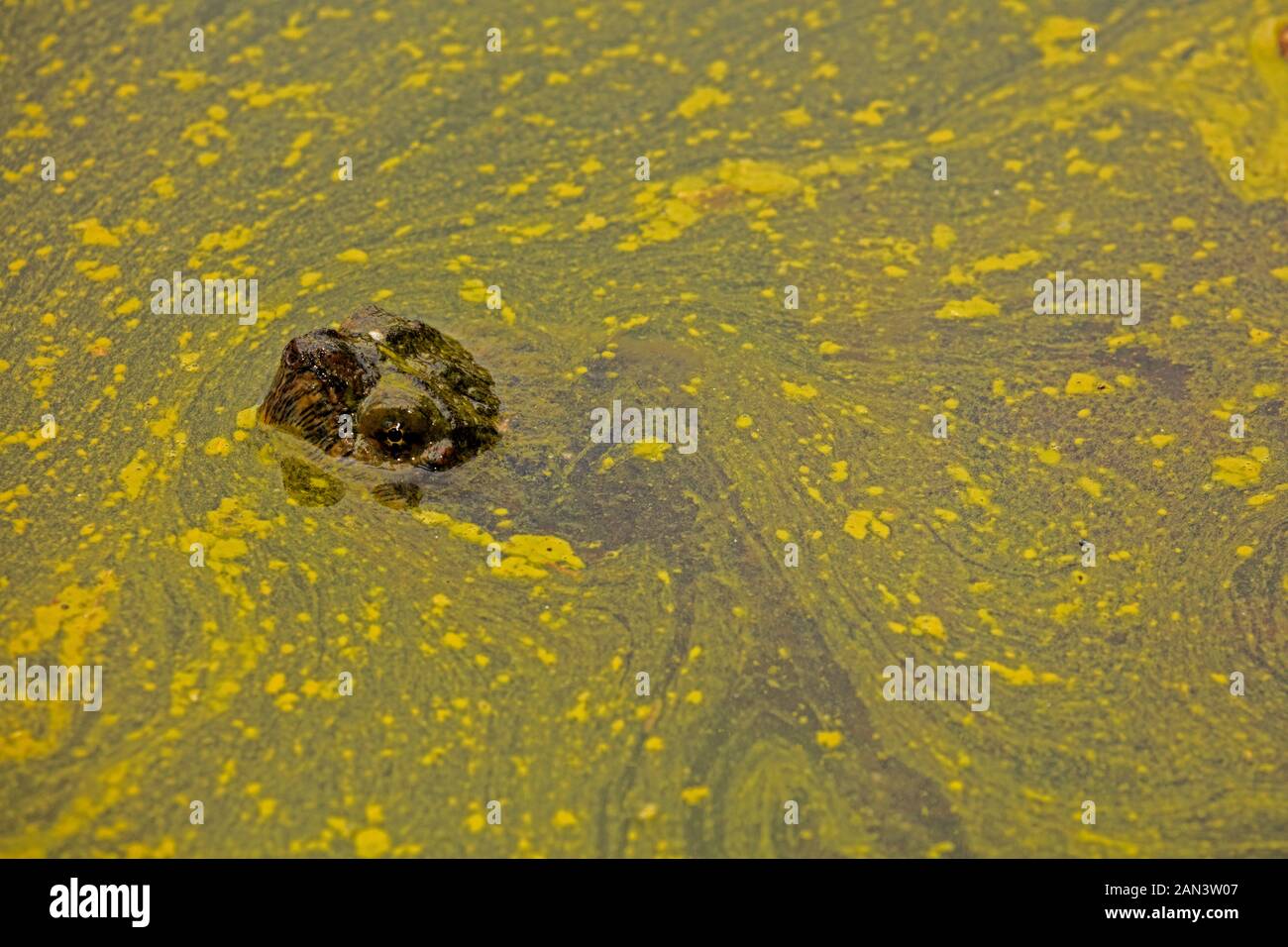 Tartaruga, Chelydra serpentina e alghe fioriscono, Cianobatteri, 'alghe blu-verdi', cianobatterio che produce microcistina, Woronichinia naegliana Foto Stock