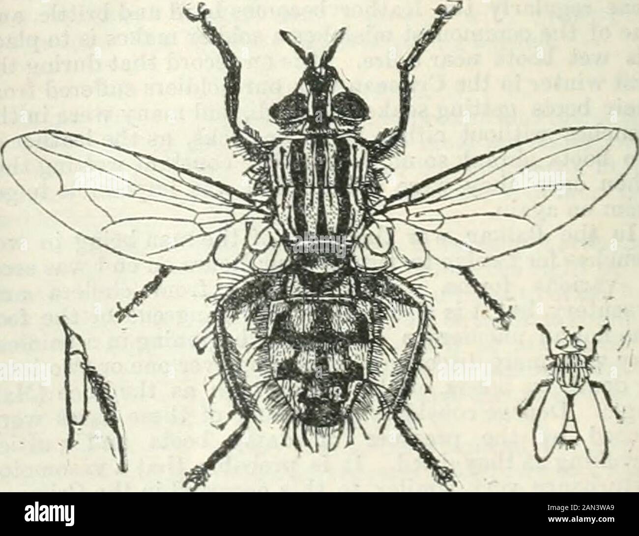 La rivista medica britannica . ngs.Saicophdga caniaria è un'altra specie che infonde a livello di dimensioni umane pies, e che entra in housesin cerca di sporcizia o carrion su cui deporre le uova; è vivipara aud non produce uova ma larvae vive.Una femmina può dare vita a 20.000 giovani, E Redistates che le larve di carne-mosche diverranno in ventiquattro ore divorano così tanto cibo e crescono rapidamente che aumentano il loro peso due centupfold. Fiuallj, c'è un gruppo di mosche le cui larve pene-trate iruder la pelle degli esseri umani e dare risoto definito problemi sottocutanei. Ma fortuuatelj Foto Stock