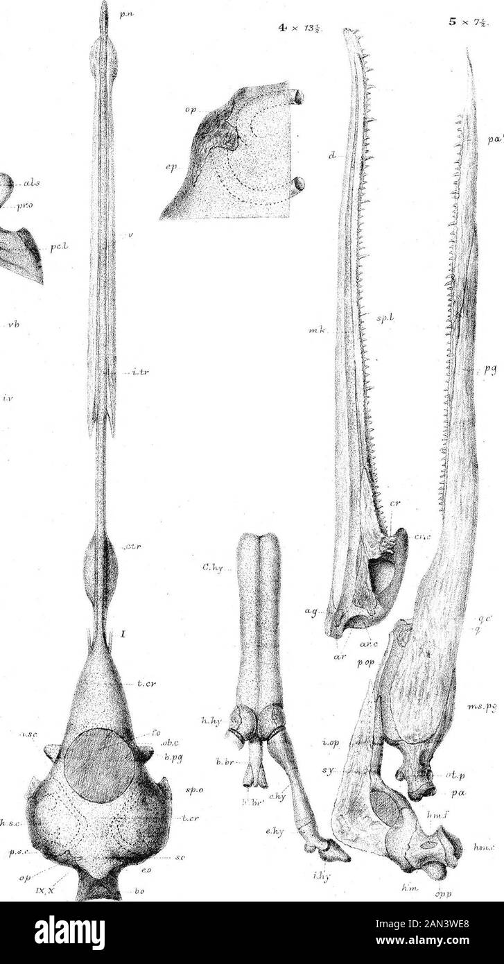 Sullo sviluppo del cranio in Lepidaosteus osseo . (U.S r.o ,-Sp.a vb 1X,X VV; K7P, del. AxLyioit.MP. Parker K£k.. I-.SC LEPIDOSTEUS . WestHewmazLS; C? :imt). Foto Stock