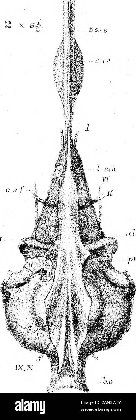 Sullo sviluppo del cranio in Lepiosteus osseo . x 6X 4- 4* x 13% x 7- 2 x 6f p CC. S h.pq VII (U.S r.o ,-Sp.a vb 1X,X VV; K7P, del. AxLyioit.MP. Parker K£k. Foto Stock