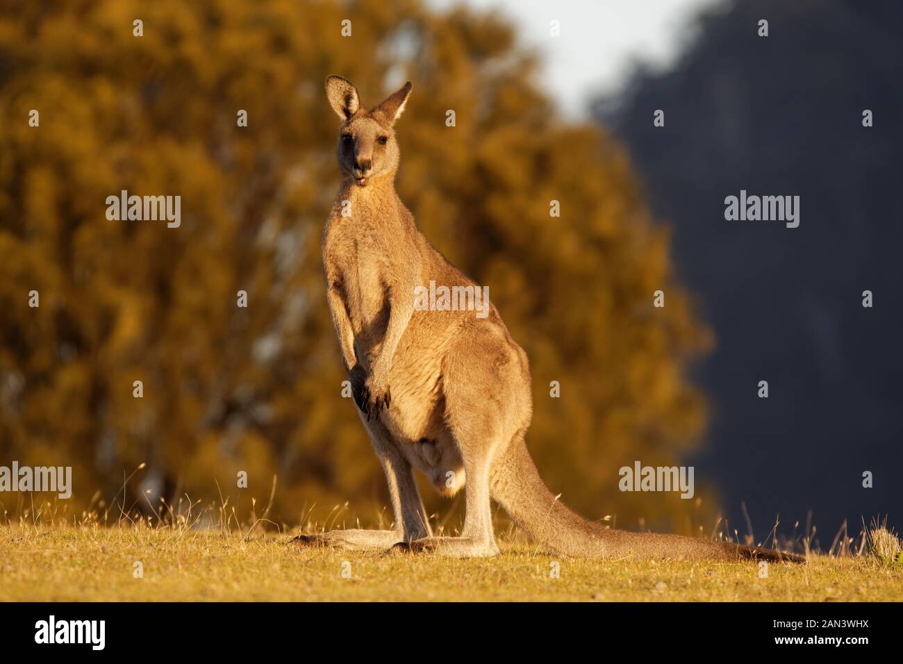 Macropus giganteus - Grigio orientale Canguro marsupiale trovata nel terzo orientale dell'Australia, con una popolazione di diversi milioni di euro. È anche noto come th Foto Stock