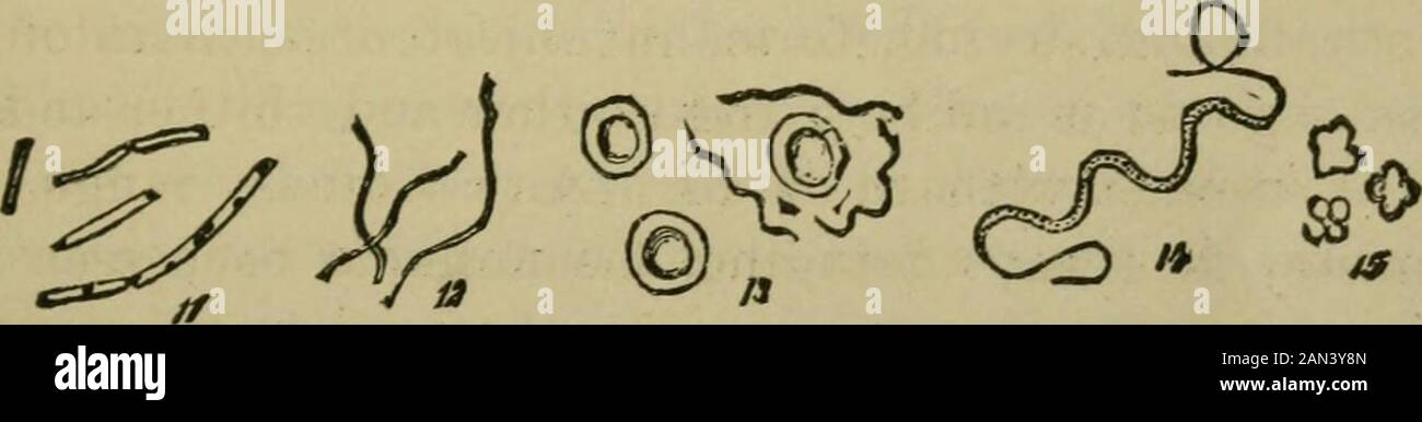 La fisiologia e l'igiene della casa in cui viviamo . Varie Forme Batteriche.1. Micrococcus setticus; a, diffuso; b, in catene: Torula. 2. Lo stesso in zooglCeaform. 3. Batterio termo. 4. Lo stesso: Zooglcea. 5. Linea Bact. 6. Bacillus sub-tilis. 7. Bacillus antracis e globuli rossi. 8. Bacillus (dalla bocca) con il cilium. 9. Bacillus leprae. 10. Bacilli con spore. 11. Bacillus mallevare. 12. Vibrioserpen. 13. Spirochaete Obermeieri. 14. Spirillum volutans. 15. Sarcina. X 500.(Copiato dal percorso Zieglers. Anatomie, Jena, 1882.) il nome generale dei batteri (singolare, batterio) isapplied po Foto Stock