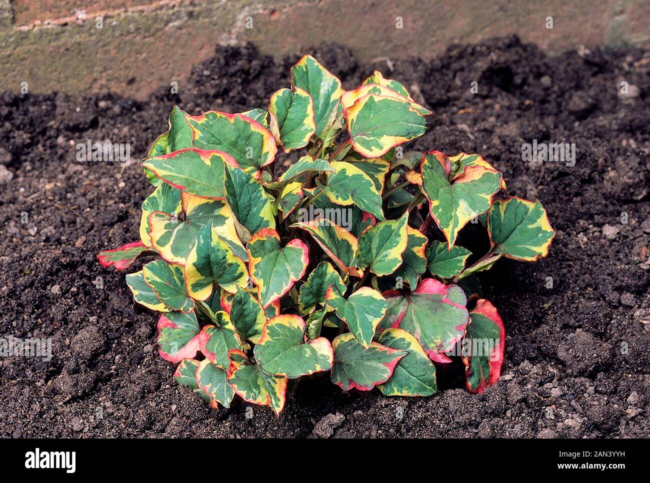 Houttuynia cordata Chameleon una rapida diffusione di agglomerarsi formando pianta perenne che presenta foglie tricolore di rosso, verde e fiori bianchi e gialli. Foto Stock