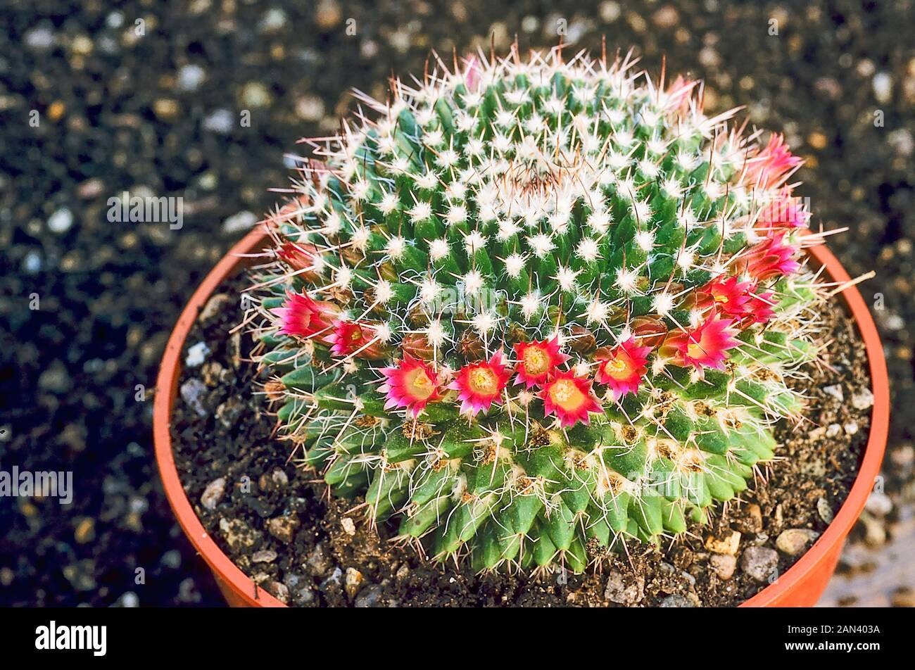 Mammillaria yanu piedra o puntaspilli cactus con un cerchio di fiori intorno a cacti in estate Foto Stock