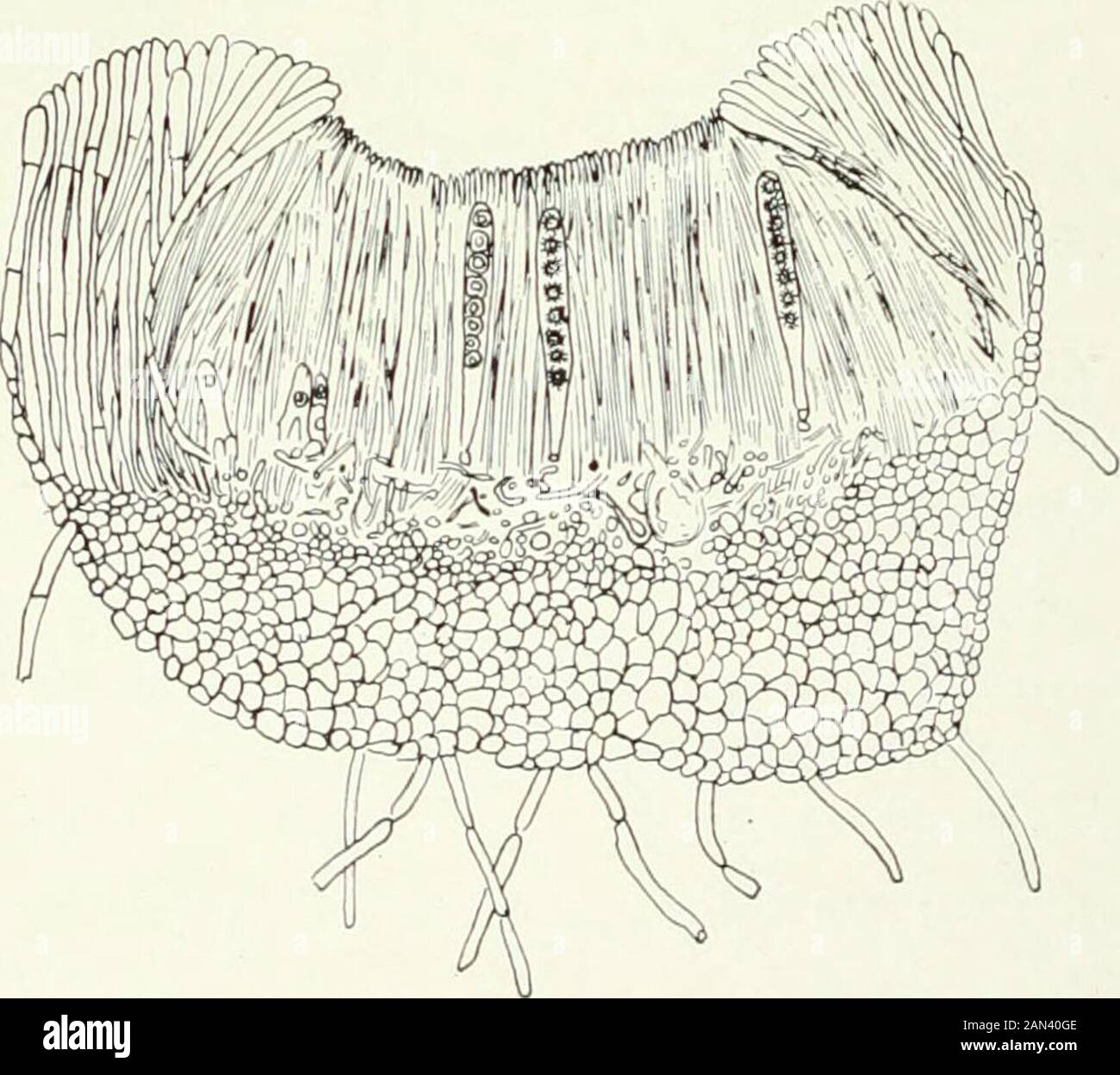 Funghi, Ascomycetes, Ustilaginales, Uredinales. Centro, infettando una pianta dopo l'altra e inducendoli a perdere theiraghi e morire. Il micelio si ramifica negli spazi intercellulari della corteccia, e all'interno come tra le cellule della bast, in modo che i tubieri siano completamente riempiti. Forma anche masse di pseudoparenchimabetween i tessuti morti e malati dell'ospite. Lo sviluppo dell'ascocarp è stato studiato in R. undnlata dove Fitzpatrick ha trovato un arco lungo e multicellulare che ricorda quello di alcune delle Ascobolaceae. Considera la cella o le celle terminali come un trico Foto Stock