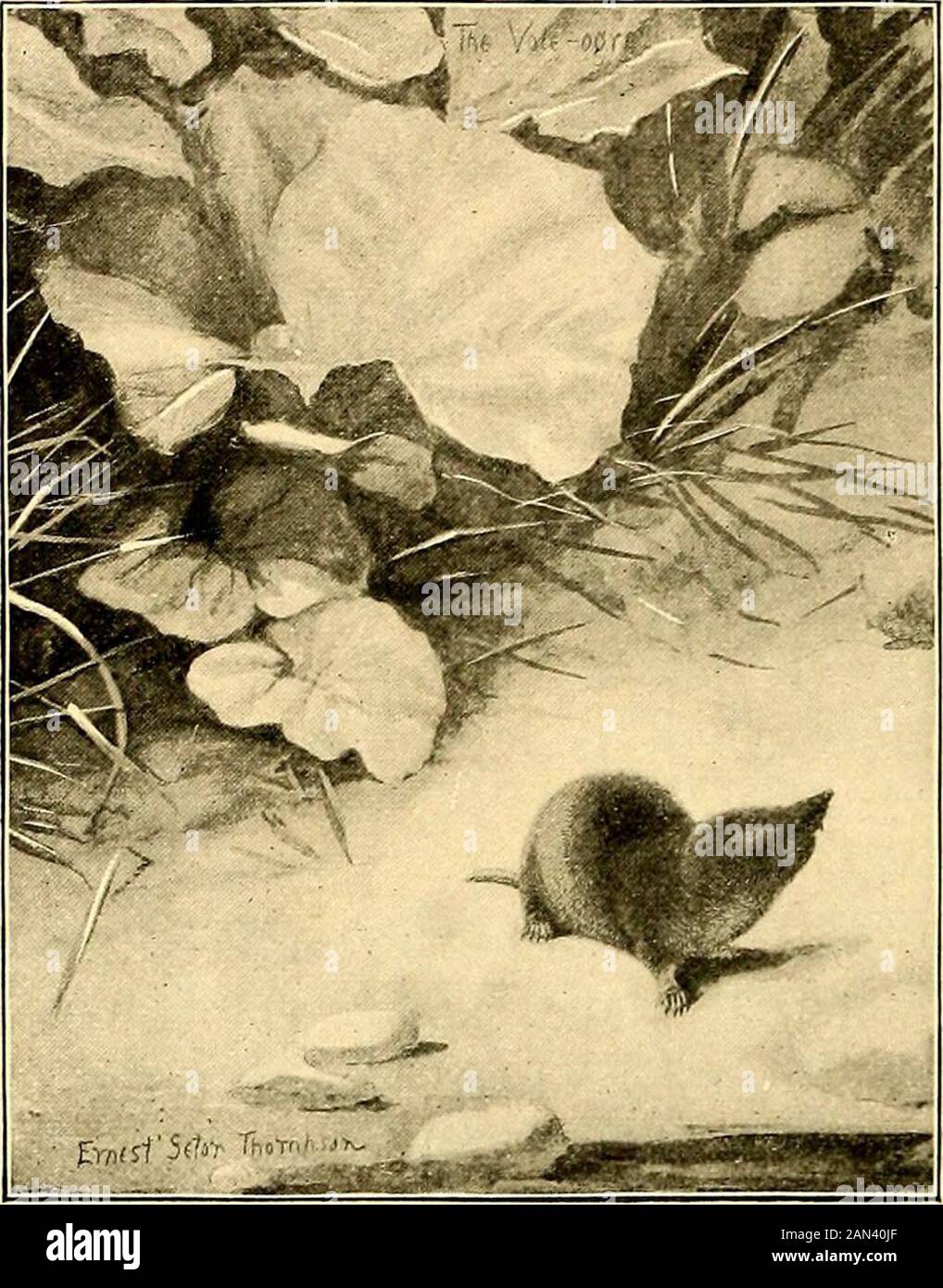 Quattro-footed Americani e il loro kin. Shrew di coda è il nostro più comune specie.1 Dr. C. Hart Merriam. Mammiferi di Adirondacks. 394 AMERICANI A QUATTRO PIEDI È un animale vigoroso, non ibernante nel freddo, e si può quasi confondere il suo piccolo footprintson la neve per gli uccelli-tracce. È una bestia selvaggia piccola, anche, e un combattente assetato di sangue, essendo il enemyspeciale del mouse del prato, o Vole, come alcune persone lo chiamano. Molti Wissemen whosewords che cantrust hanno toldof battaglie essere-Tween theseShrews onlythree e tre quarti incheslong e Mead-ow Topi quattro e uno - halfinches long.One di Foto Stock