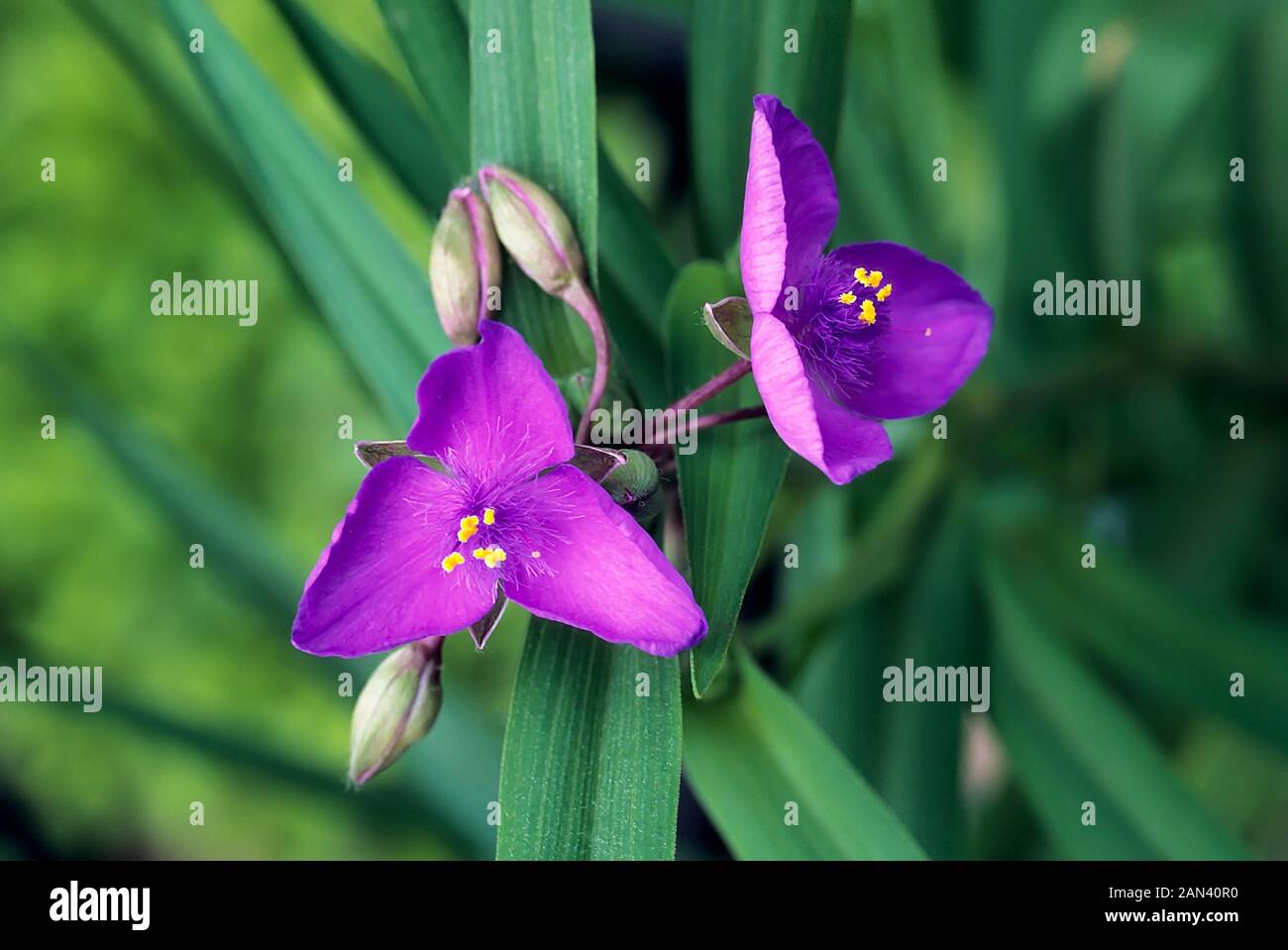 Tradescantia virginiana fiori e boccioli.in stretta fino impostata su uno sfondo di foglie. Un sempreverde perenne che è completamente hardy. Foto Stock