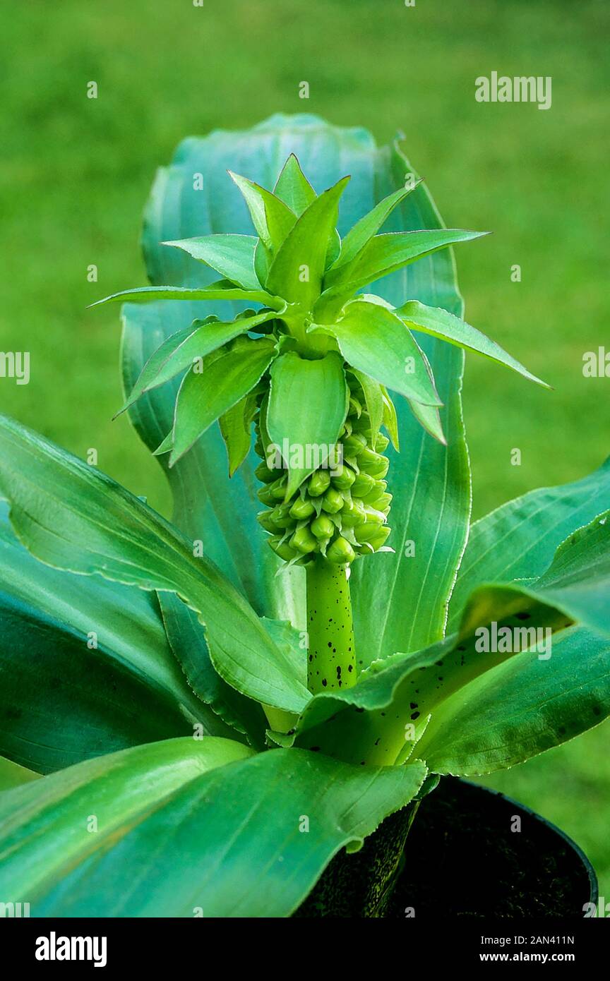 Eucomis Bicolor con racemi di boccioli di fiori prima della fioritura in tarda estate. Un perenne bulbosa con foglie di colore verde tenue che è offerta dal gelo. Foto Stock