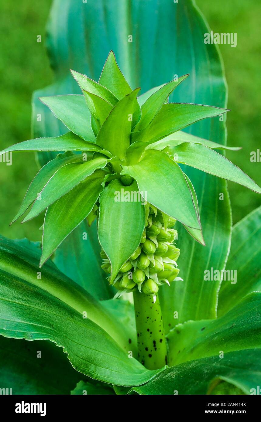 Eucomis Bicolor con racemi di boccioli di fiori prima della fioritura in tarda estate. Un perenne bulbosa con foglie di colore verde tenue che è offerta dal gelo. Foto Stock