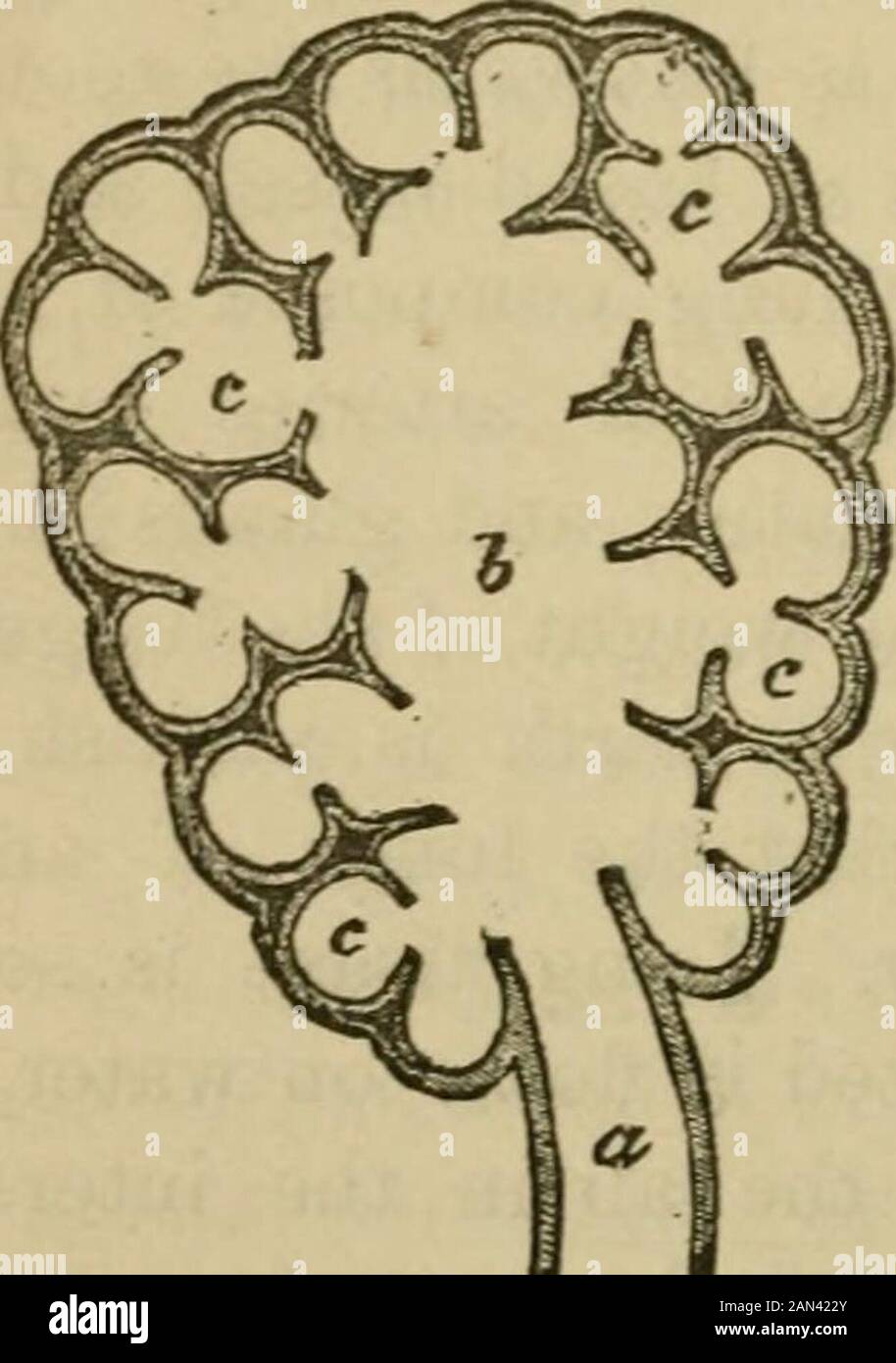 La fisiologia e l'igiene della casa in cui viviamo. Nome del bronco principale, entra nei polmoni e nei di-vidi e si suddivide in bronchi più piccoli, destro e sinistro, un-til, come è stato detto, ciascuno di questi bronchioli termina in una cellula d'aria, o alveolo, come è chiamato a volte. La forma di queste celle d'aria è ben mostrata nella seguente pagina, che fornisce una sezione trasversale di uno dei bron-chioles finali e delle sue vescicole terminali. Ciascuno di questi è tenuto in anetwork dei capillari, che inchiudono ogni alveolo dei thelungs in una specie di basketwork dei vasi sanguigni. Ogni aria-cellula misura abou Foto Stock