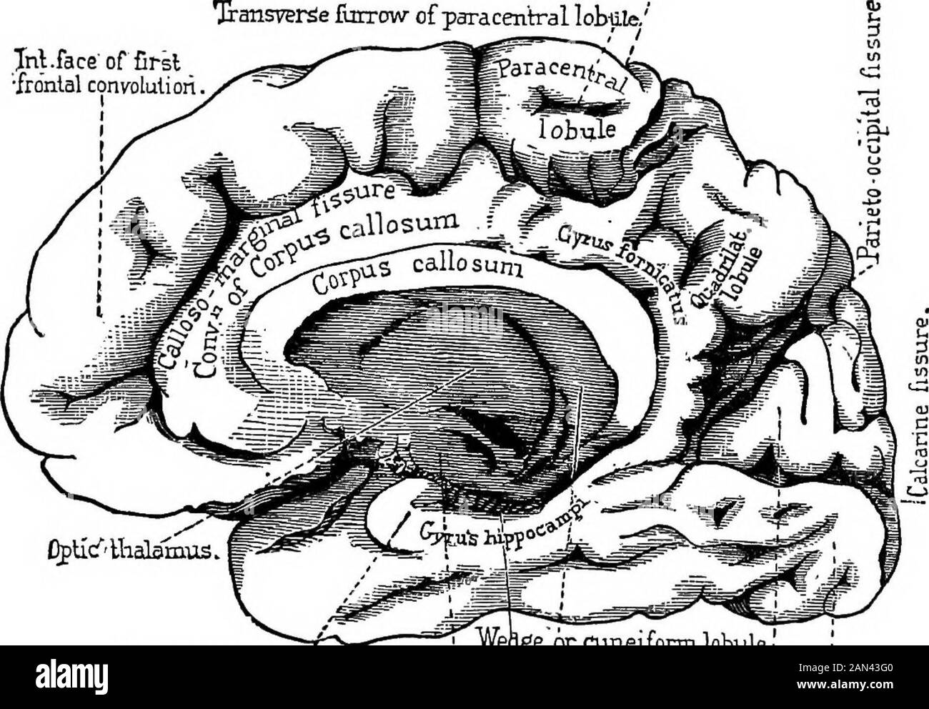 Conferenze sulla localizzazione in malattie del cervello, consegnati alla Faulté de médecine, Parigi, 1875 . ize, sono chiamate cellule giganti. Mentre queste cellule mantengono la forma piramidale che commissono gli elementi nervosi cellulari di queste regioni, esse differivano non solo per dimensioni, ma anche per la distinzione delle prolungazioni del theirnerve e per lo sviluppo del loro proto- ? Voir aussi Henle, Nervenlehre, ecc., Figg. 162, 163 A, 163 B. 26 MALATTIE DEL CERVELLO PROLUNGAMENTI PLASMICI. Quest'ultima caratteristica permette al loro compario-figlio con le cellule nervose del motore della cornua anteriore del cavo del thespinal. Le regioni o Foto Stock