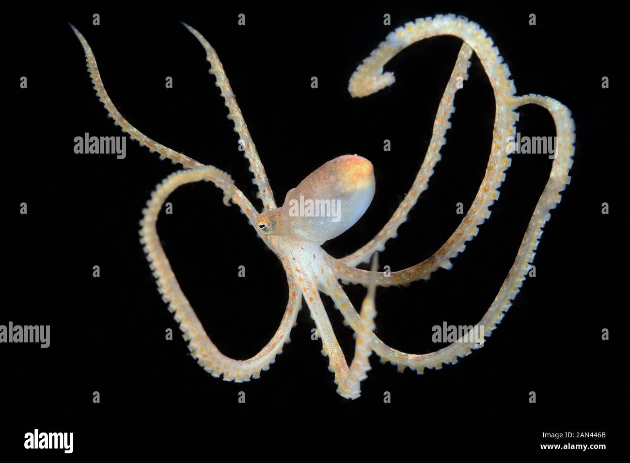 Octopus, Octopus Sp., Tulamben, Bali, Indonesia Foto Stock