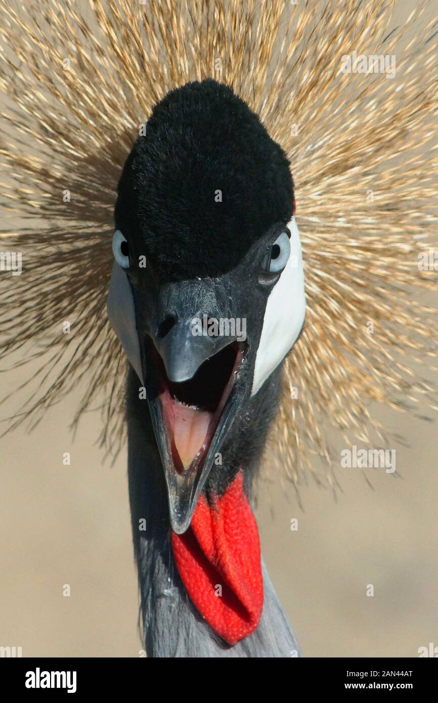 Gru coronata dell'Africa orientale, Balearia regolorum Foto Stock