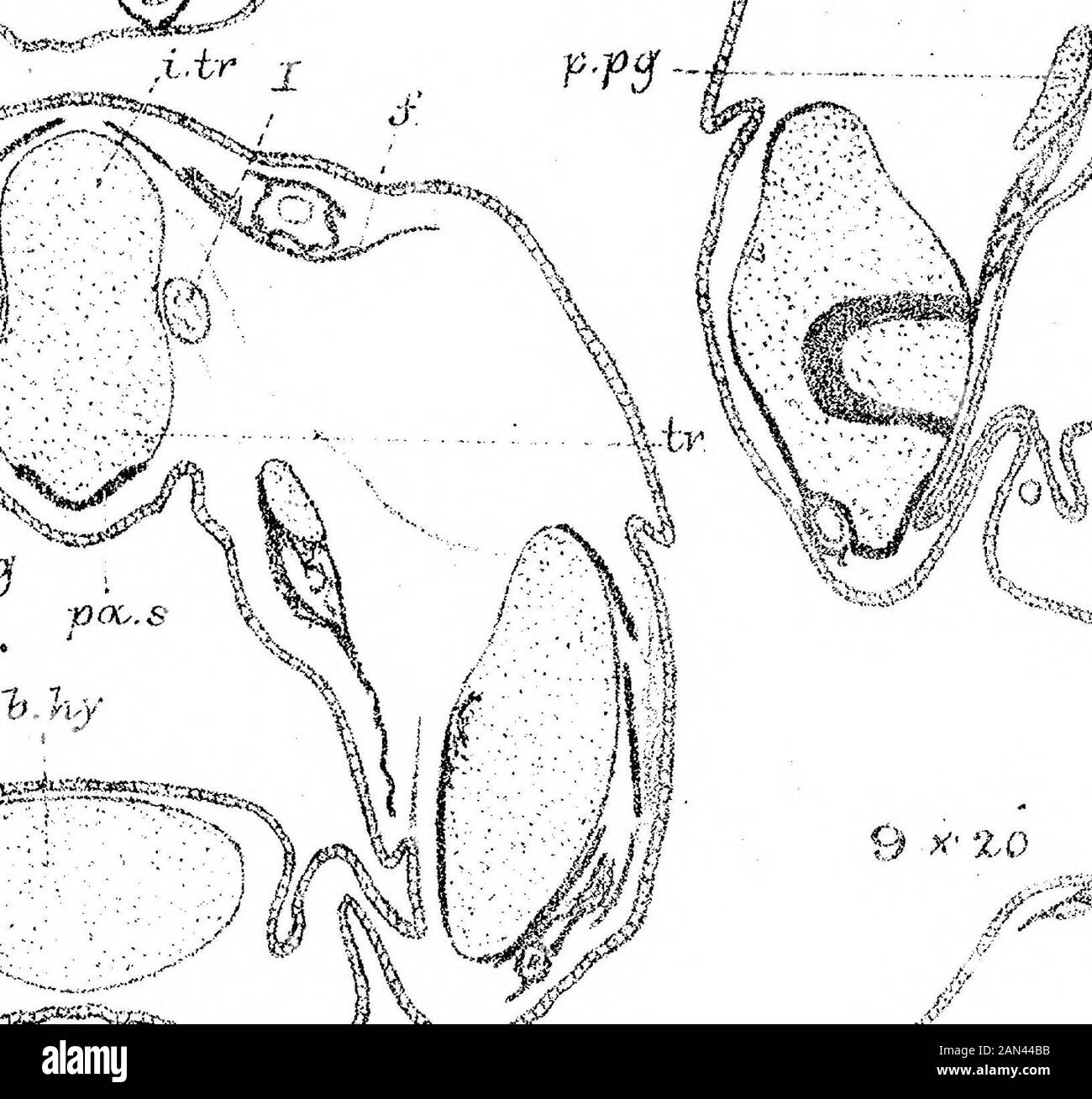 Per lo sviluppo del cranio in Lepidaosteus osseus . ft n.)r/l^ i•??:•:?••• ?:??-?.?-?:-i r 4m r / &gt; i v.^ ^^J-^^.-^ ^cams^aft^^saKSssa?^ fe. Li/y Foto Stock