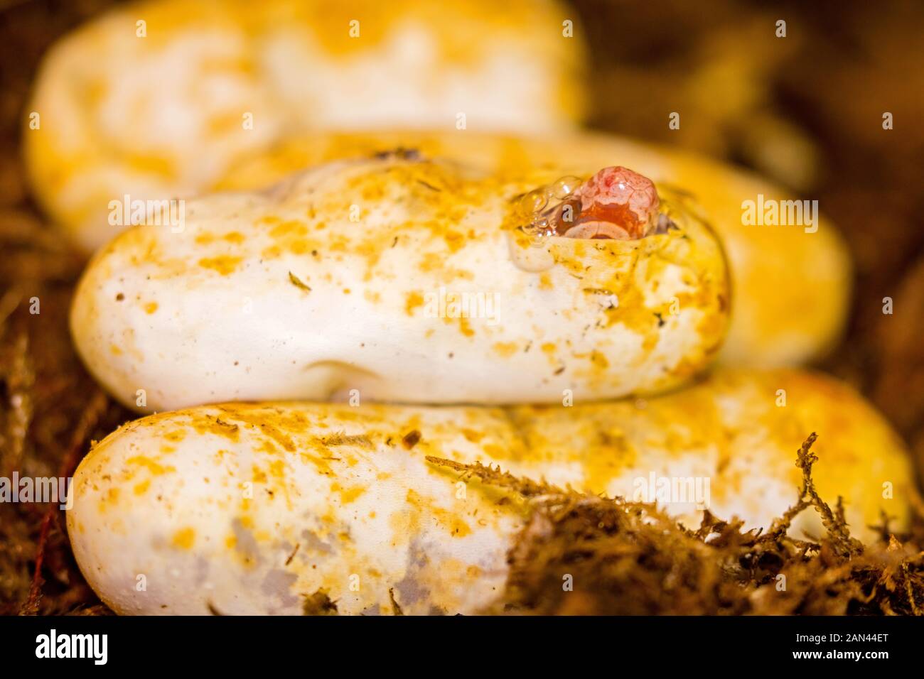 Il mais snake, Pantherophis guttatus, giovani, cova captive, Maryland Foto Stock