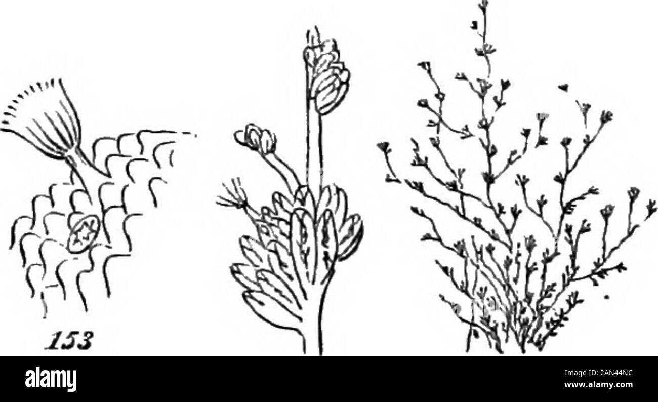 I principi della biologia . Se non si può dire abbastanza che con l'Unione di molti Brachiopodi là wouldbe prodotto un animale composto KkeaPolyzoon; tuttavia si dice maylealmente che erano un piccolo brachiopodunited imperfettamente-sviluppato con altri come se stesso, un Polyzoon sarebbe risultato. Questa in-tegazione di aggregati del secondo ordine, si svolge tra 86 SVILUPPO MORFOLOGICO. Il Polyzoi in modo subacquei, e streghe diversi gradi di com-pleteness. Thelittle patch di piccole cellule, mostrato come magnifiedia Fig. 153, così comune sulle fronde di alghe marine e thesurfaces di rocce a basso livello d'acqua, dispiaccia Foto Stock