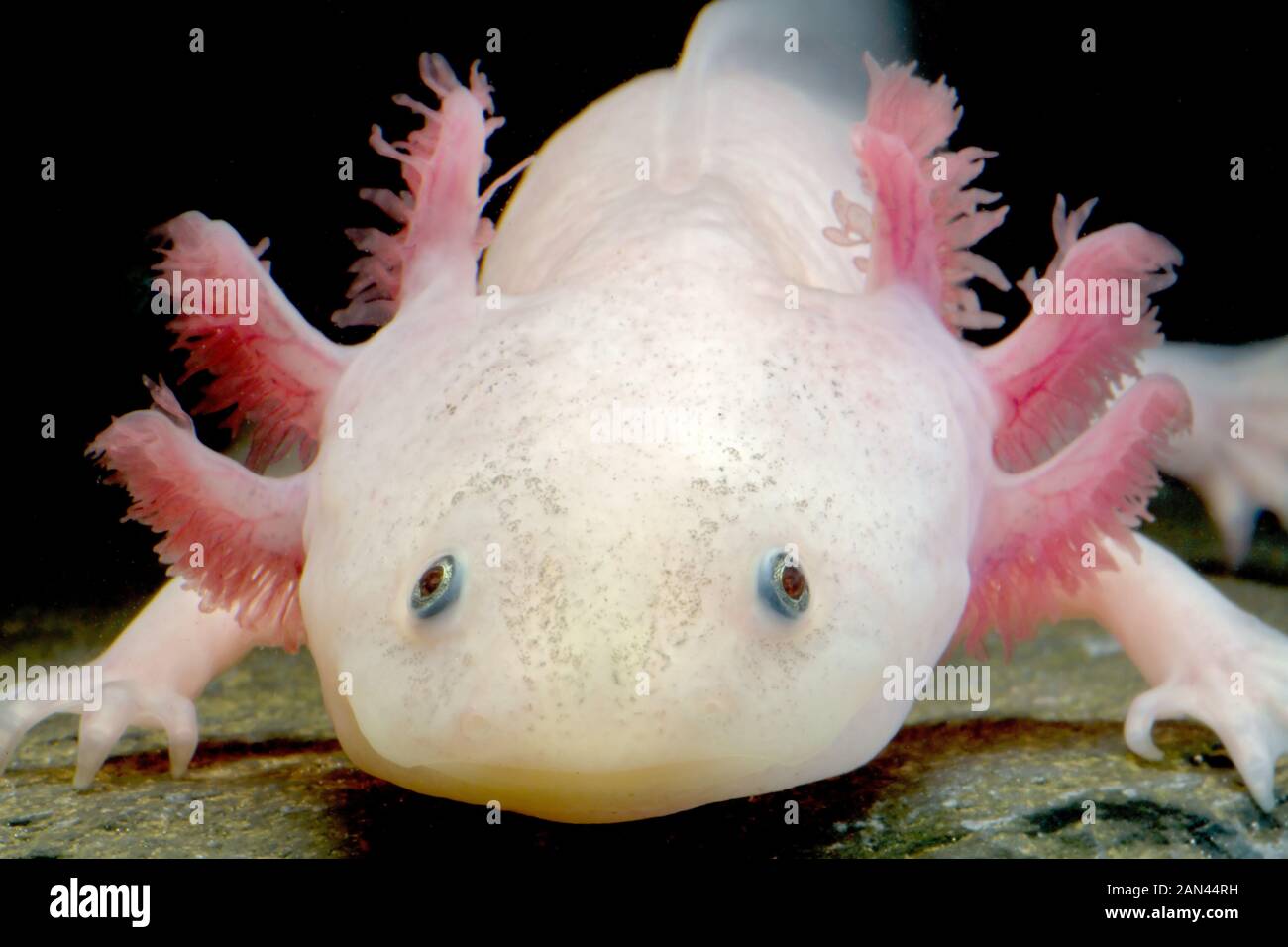 Axolotl, Ambystoma mexicanum, specie in via di estinzione, specie neoteniche, prigionia Foto Stock