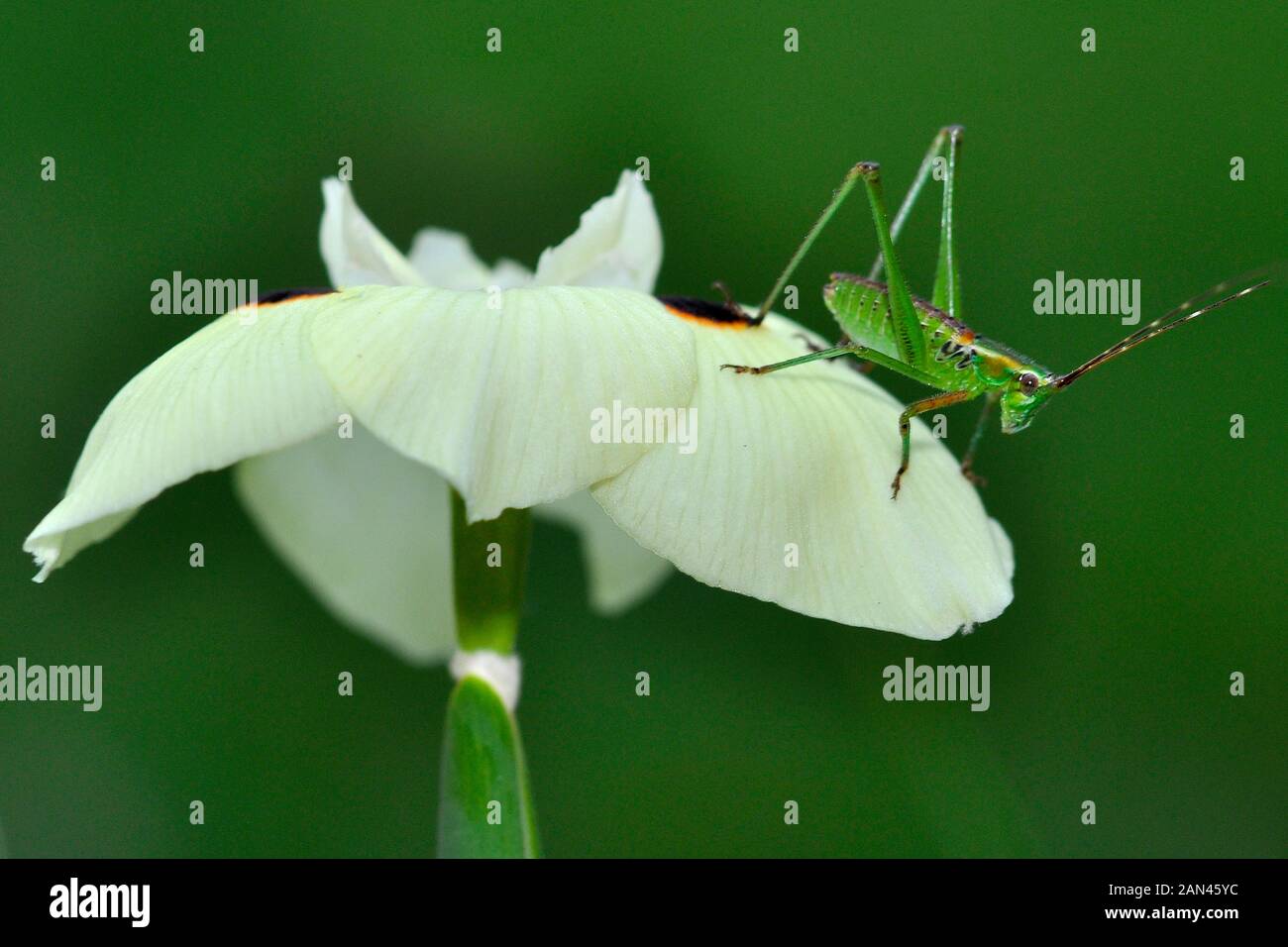 Grasshopper, ordine: Orthoptera su un fiore Foto Stock